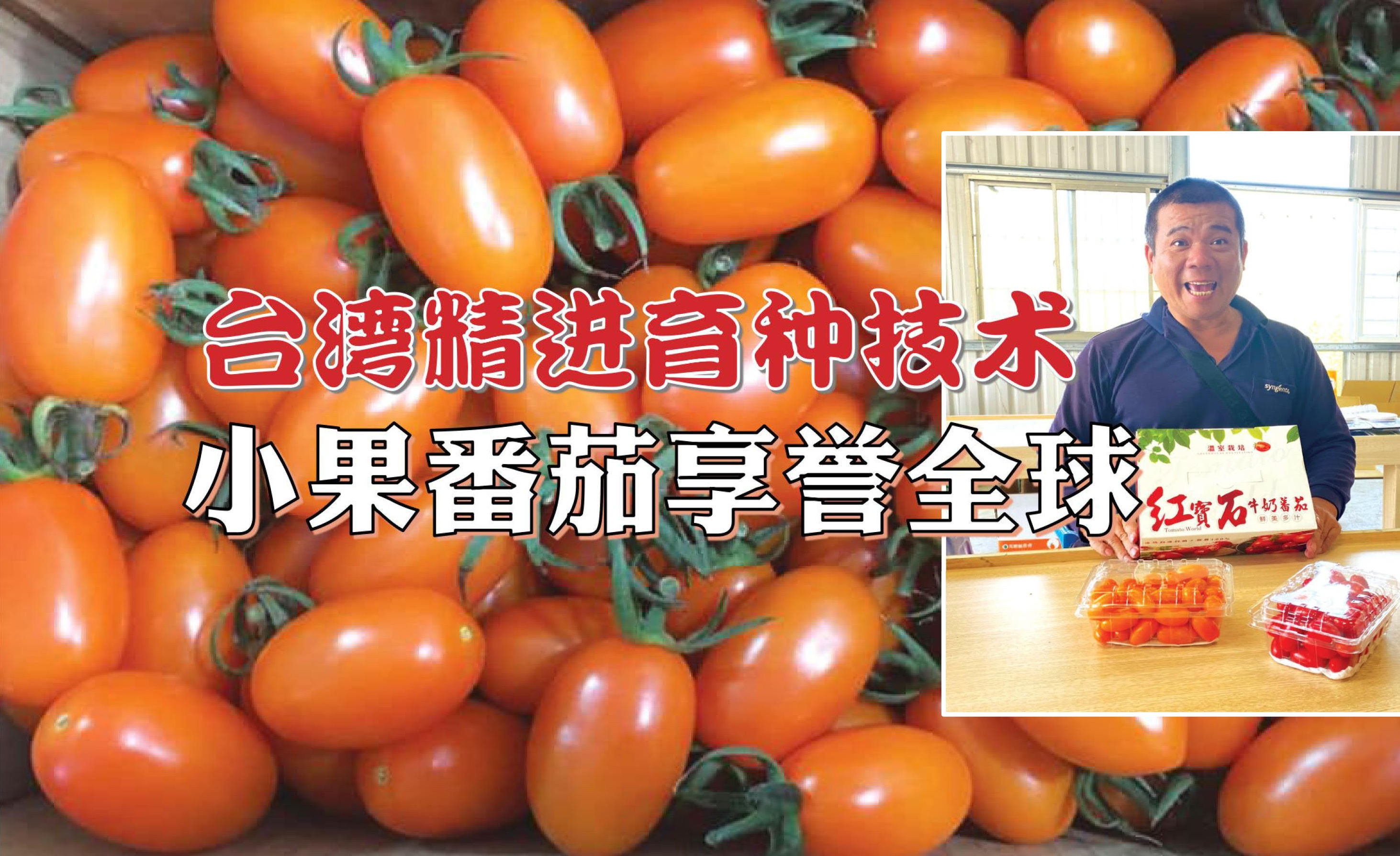 台湾精进育种技术 小果番茄享誉全球 - 农牧世界
