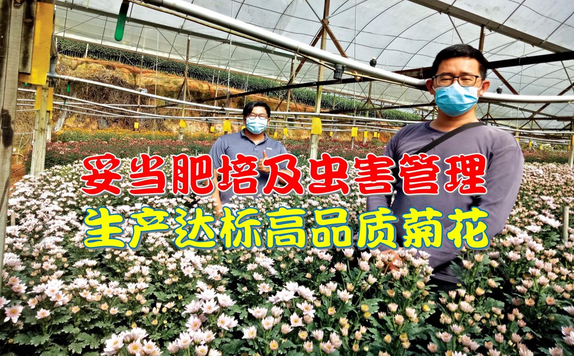 妥当肥培及虫害管理 生产达标高品质菊花 - 农牧世界