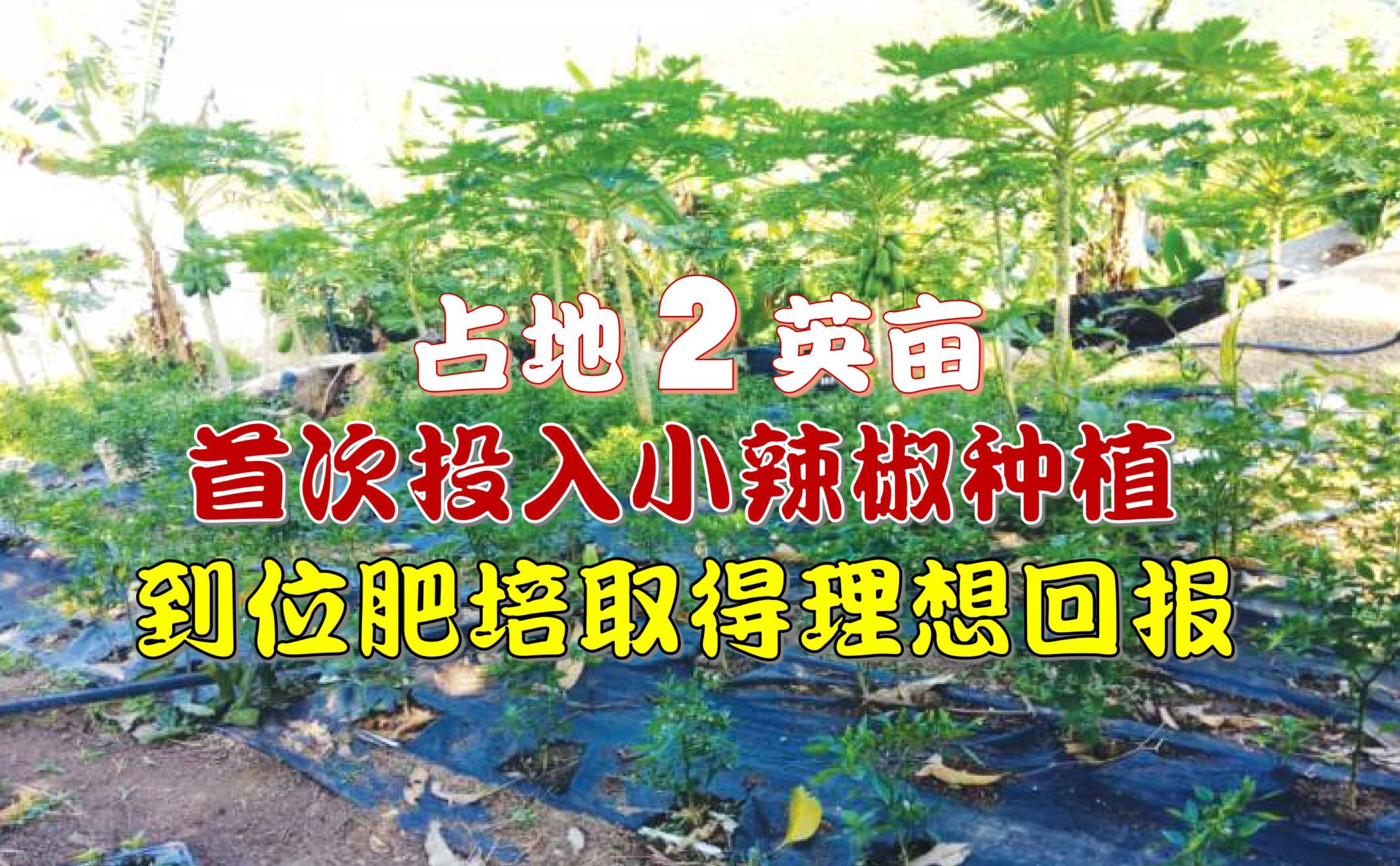 农友首次种植小辣椒 到位肥培取得丰收 - 农牧世界