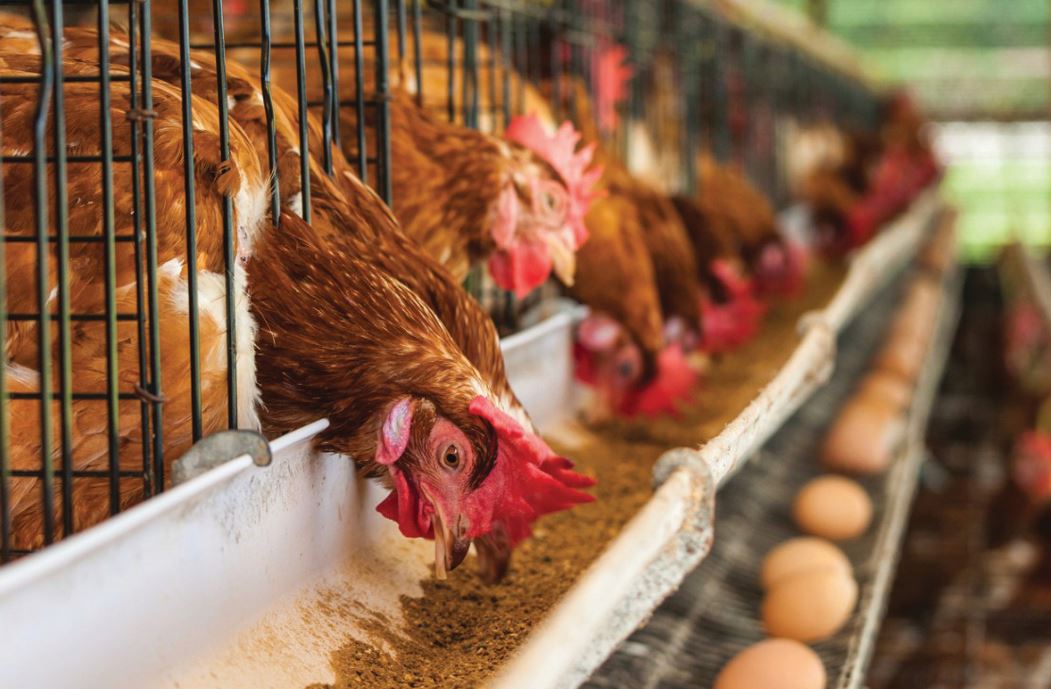 饲料添加物质相互作用 有效促进鸡只营养吸收 - 农牧世界