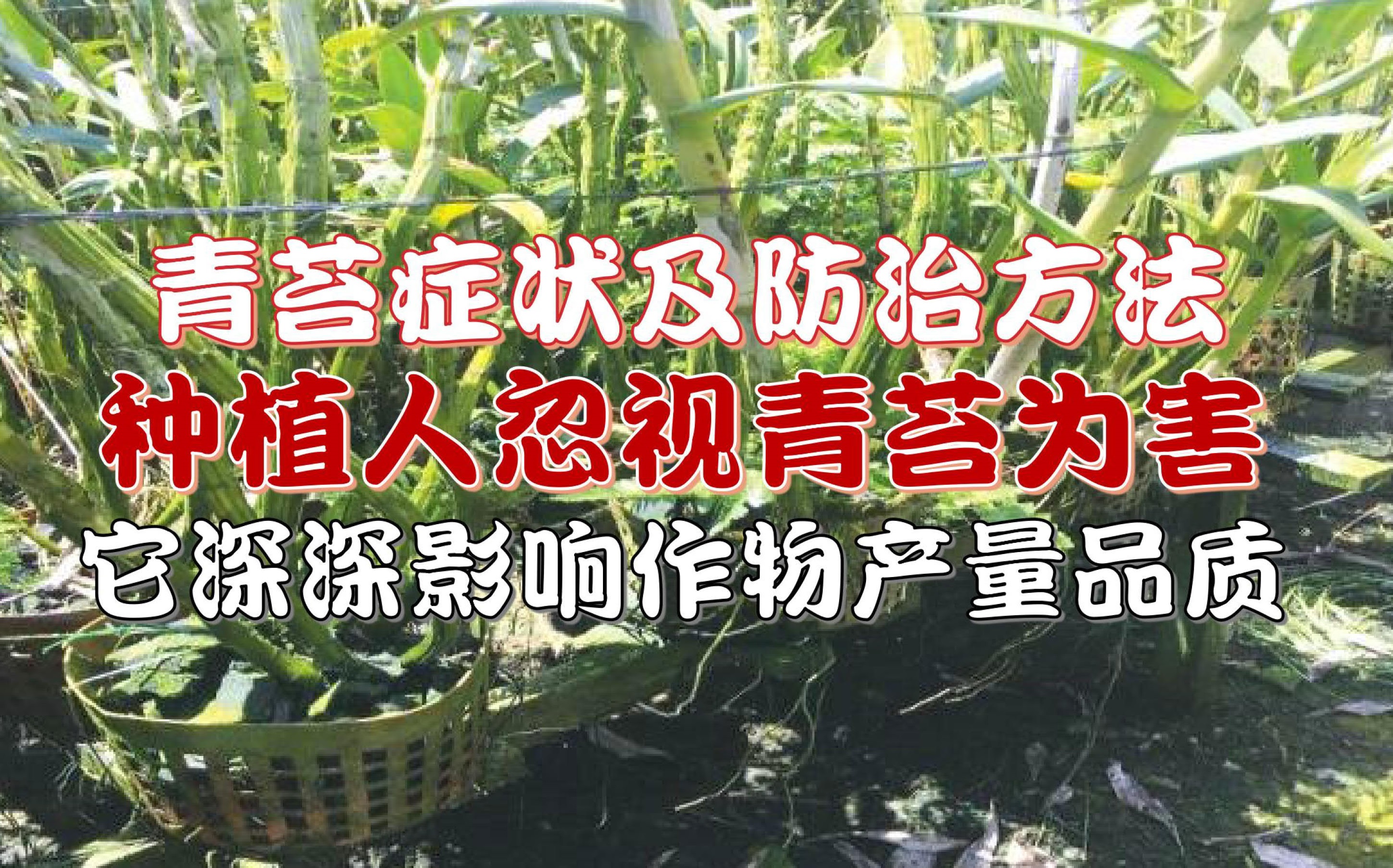 青苔症状及防治方法 - 农牧世界