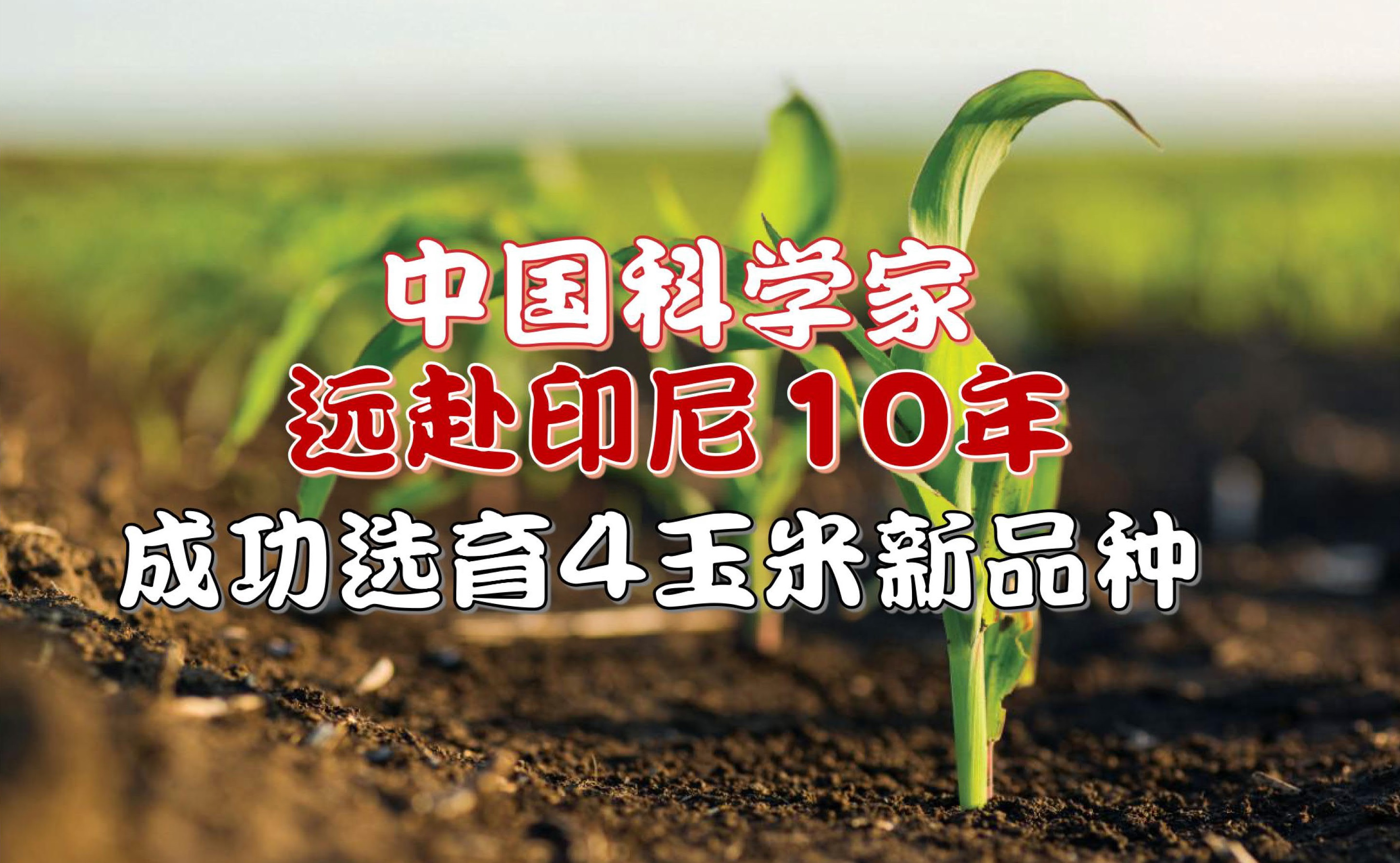 中国科学家远赴印尼10年 成功选育4玉米新品种 - 农牧世界