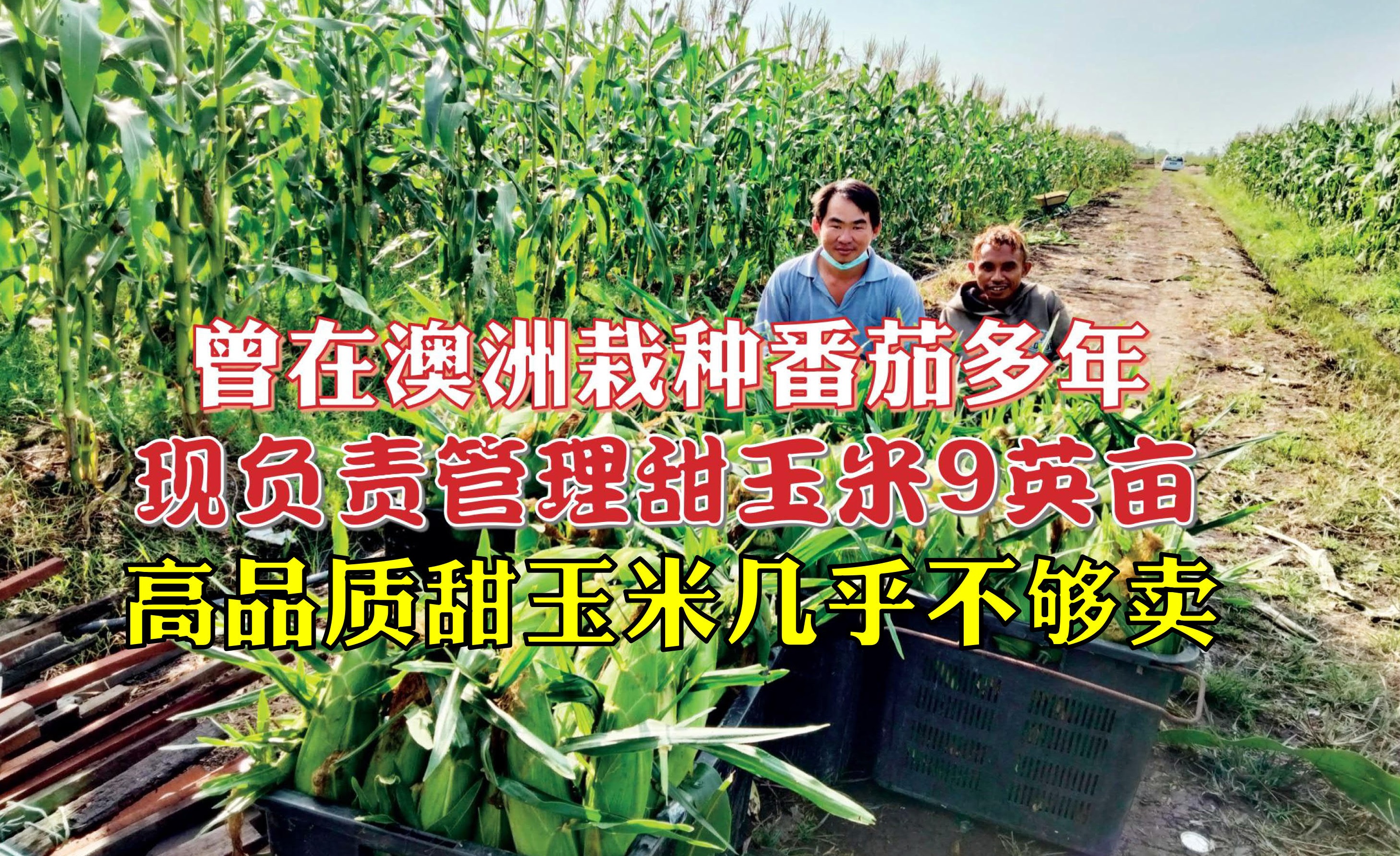 土地肥沃唯蟲害問題多 適耕莊種甜玉米有利有弊 - 农牧世界