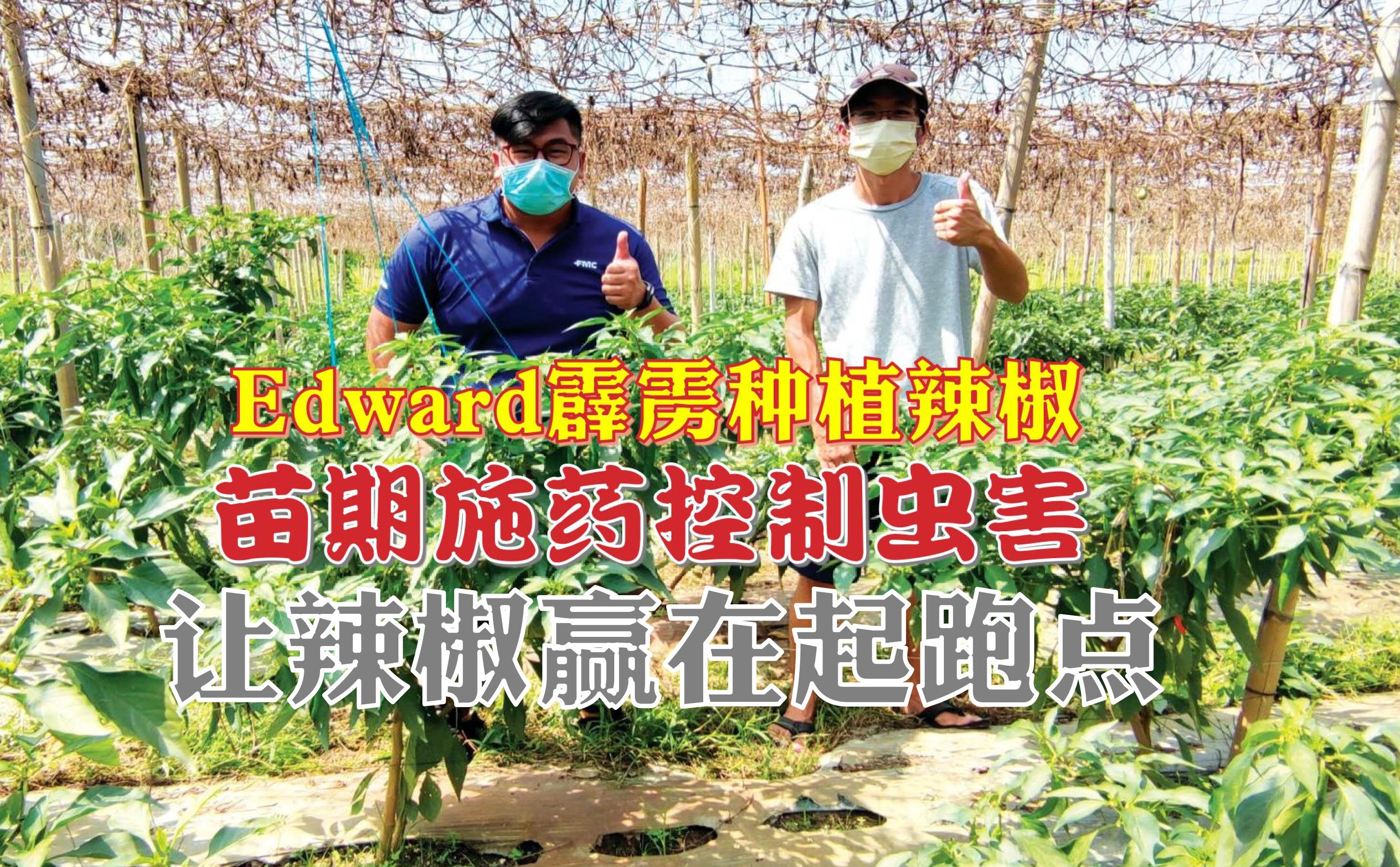 苗期施药控制虫害 让辣椒赢在起跑点 - 农牧世界