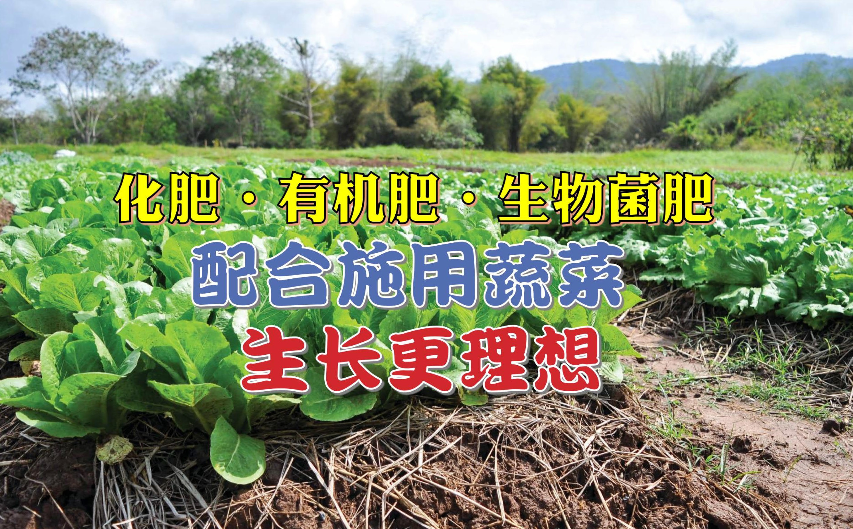 化肥 • 有机肥 • 生物菌肥 配合施用蔬菜生长更理想 - 农牧世界