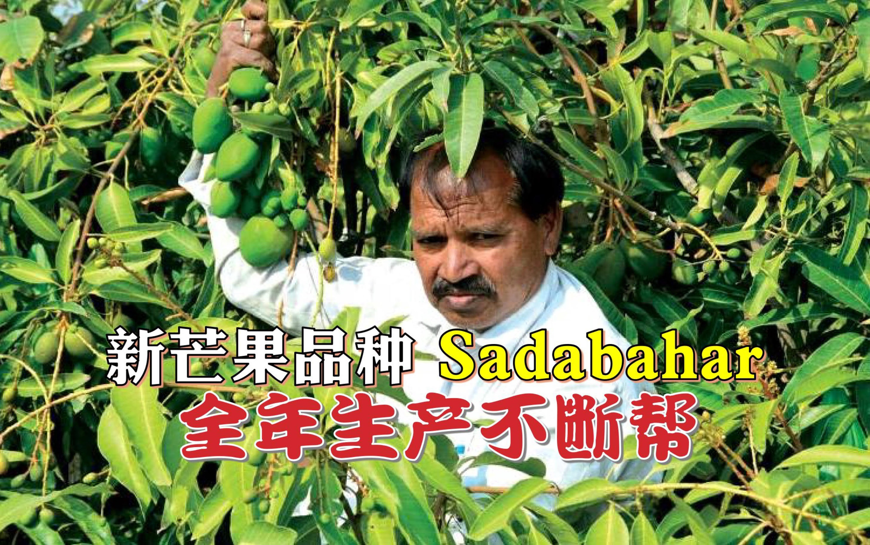 印度农友培育新芒果品种 Sadabahar全年生产不断帮 - 农牧世界