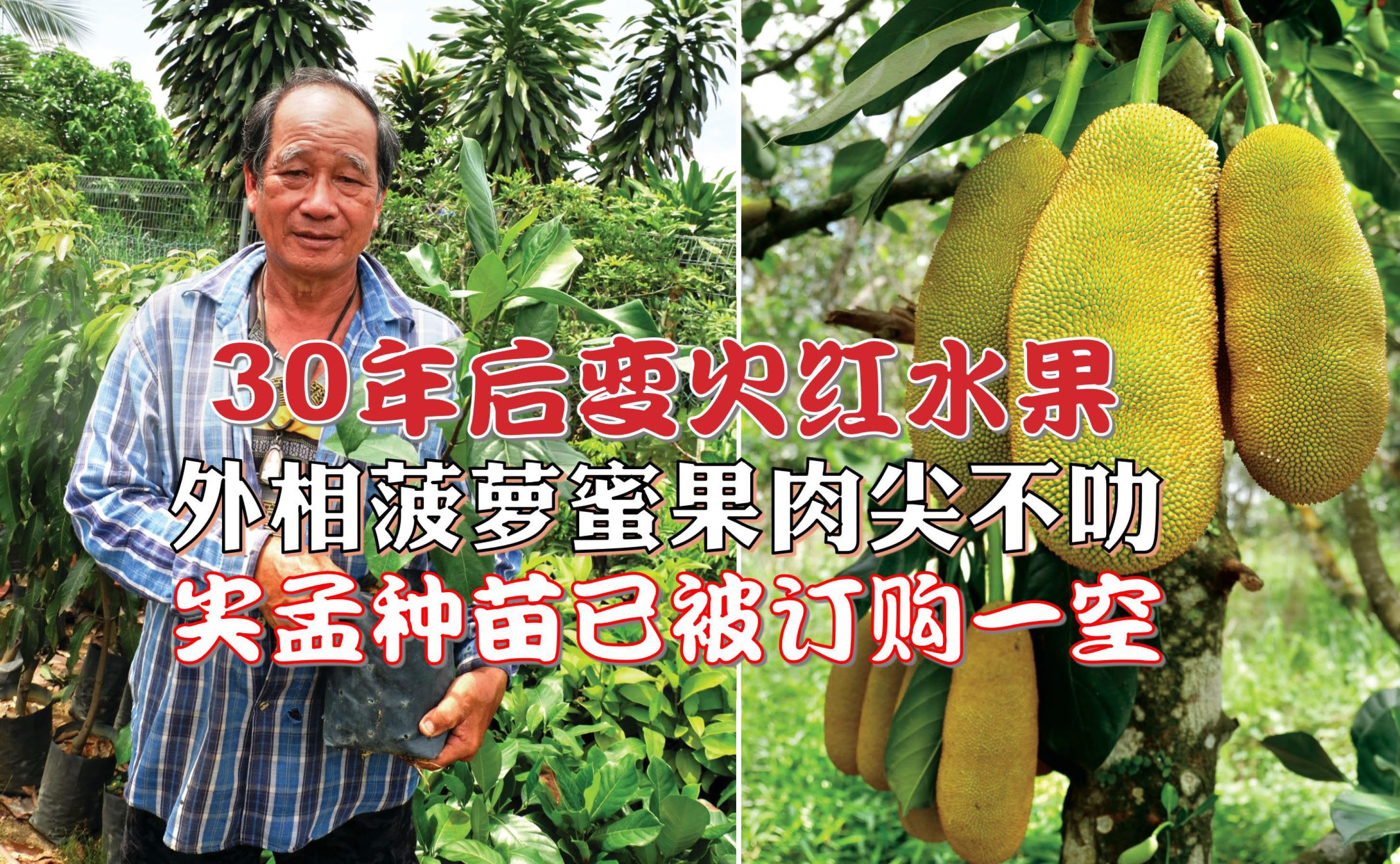 90年代初期已培苗出售 尖孟30年后变火红水果 - 农牧世界