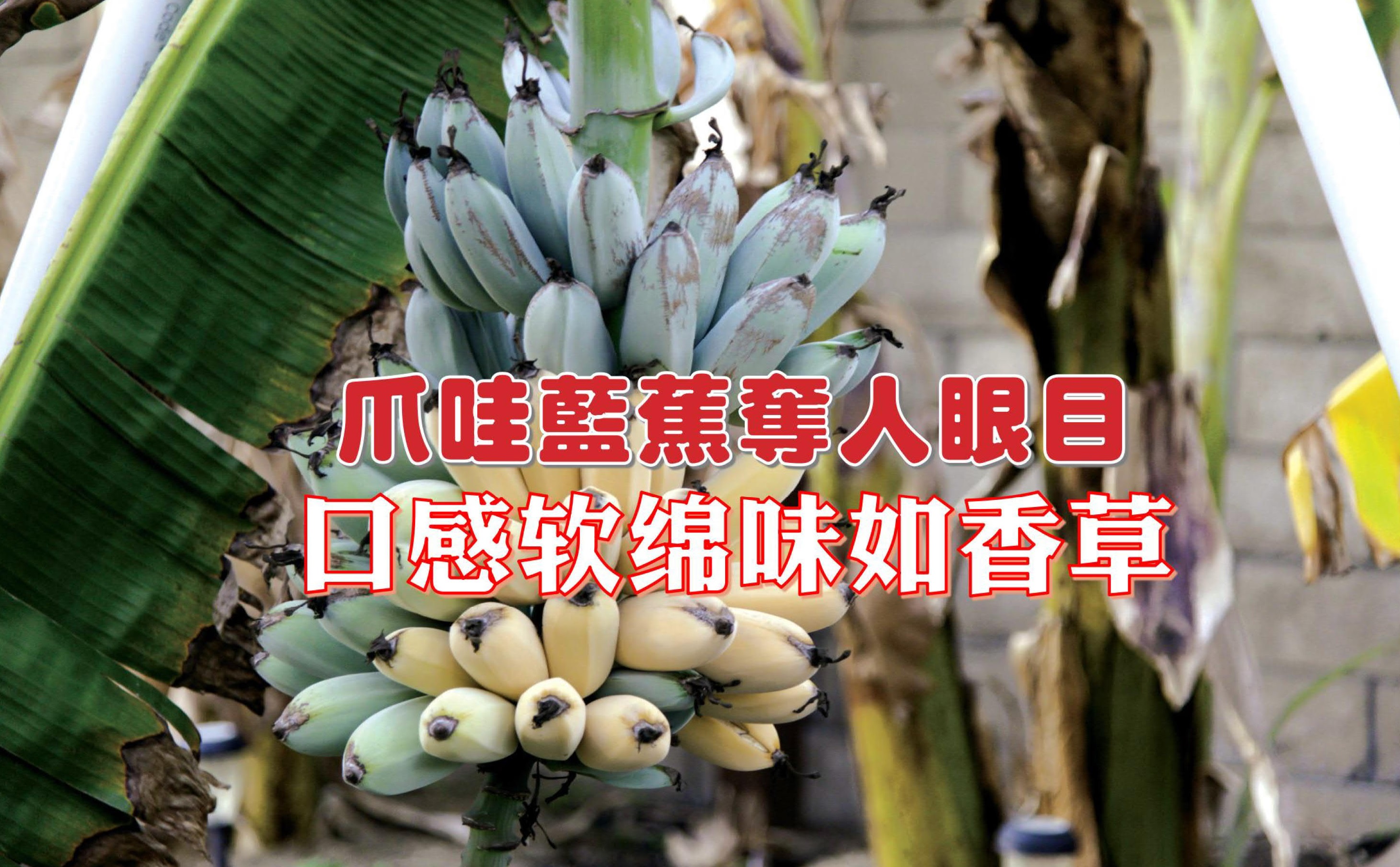 爪哇蓝蕉夺人眼目 口感软绵味如香草 - 农牧世界