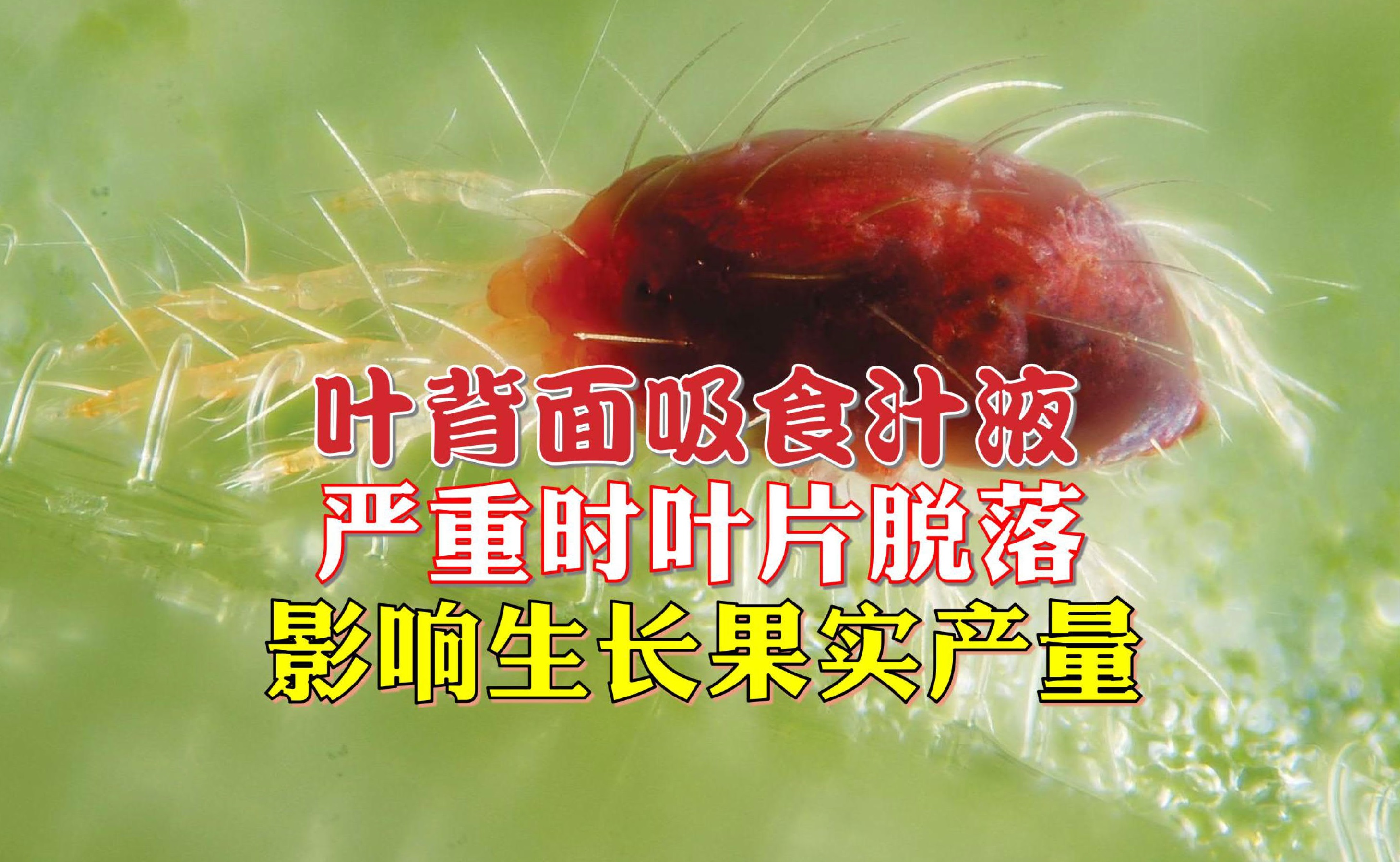 榴梿红蜘蛛的防治法 - 农牧世界