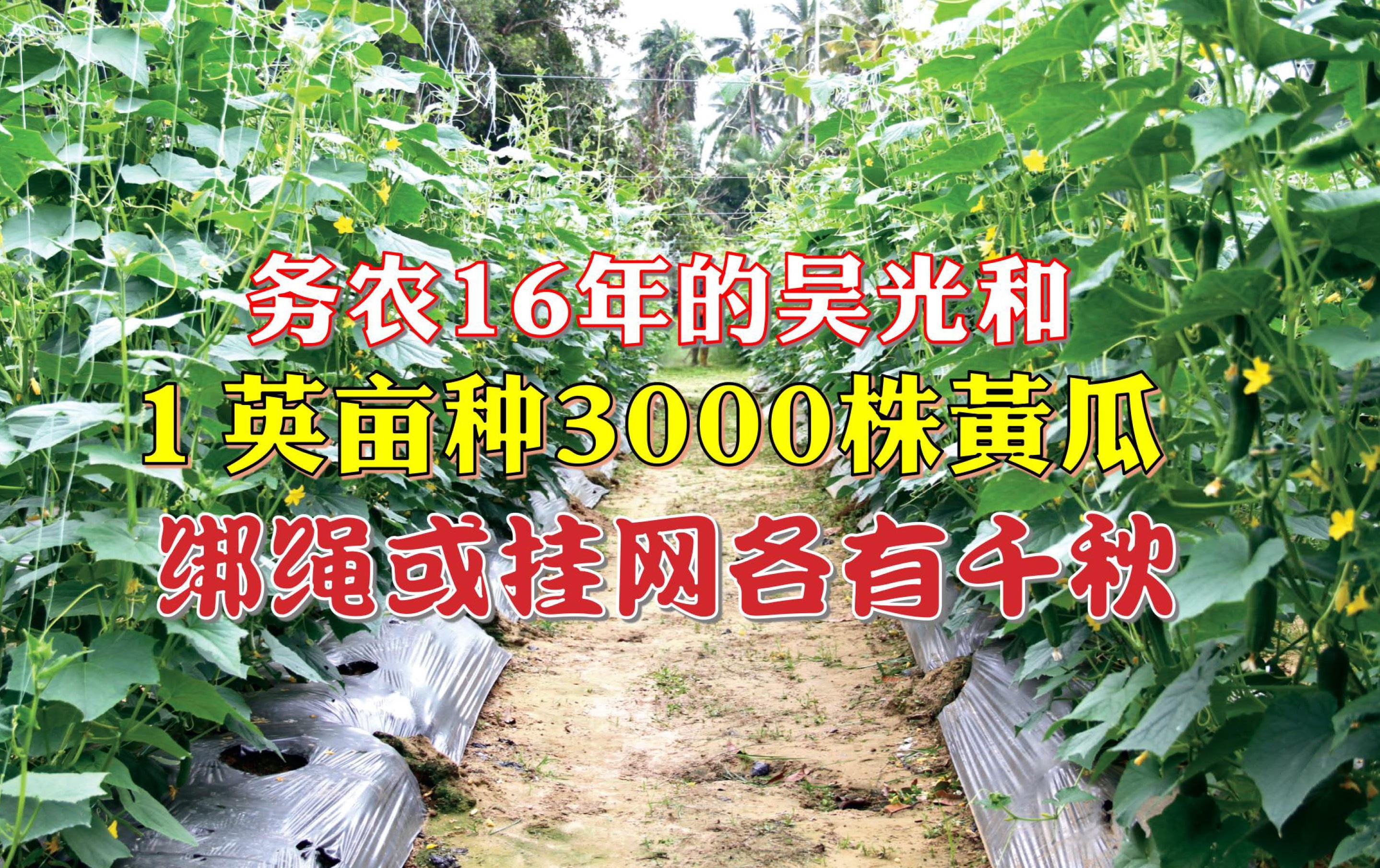 每棵植株牵引6 条绳子 促进黄瓜提高产量 - 农牧世界