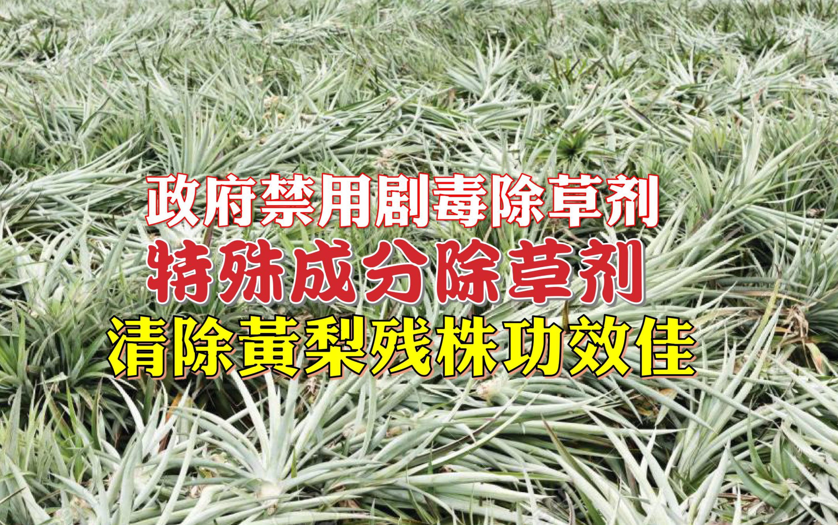 特殊成分除草剂 清除黄梨残株功效佳 - 农牧世界