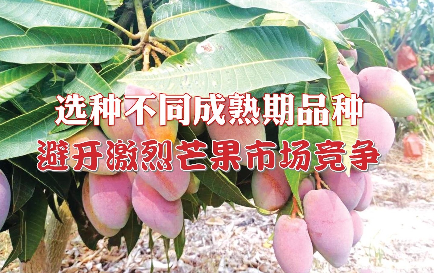 选种不同成熟期品种 避开激烈芒果市场竞争 - 农牧世界