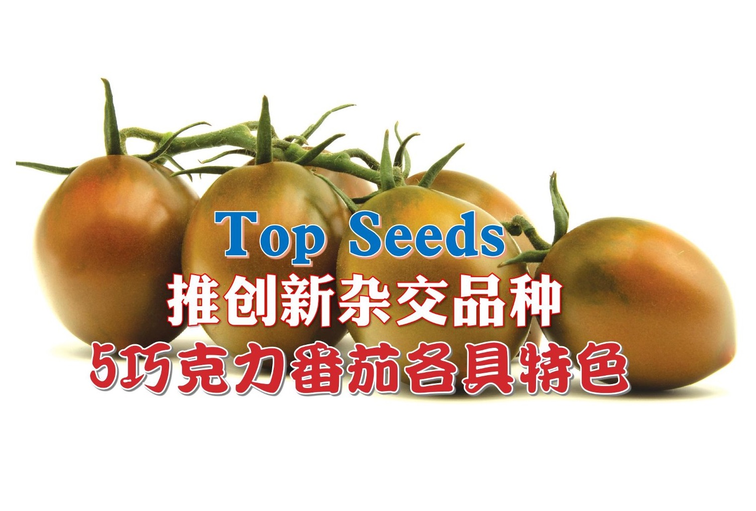 Top Seeds推创新杂交品种 5巧克力番茄各具特色 - 农牧世界