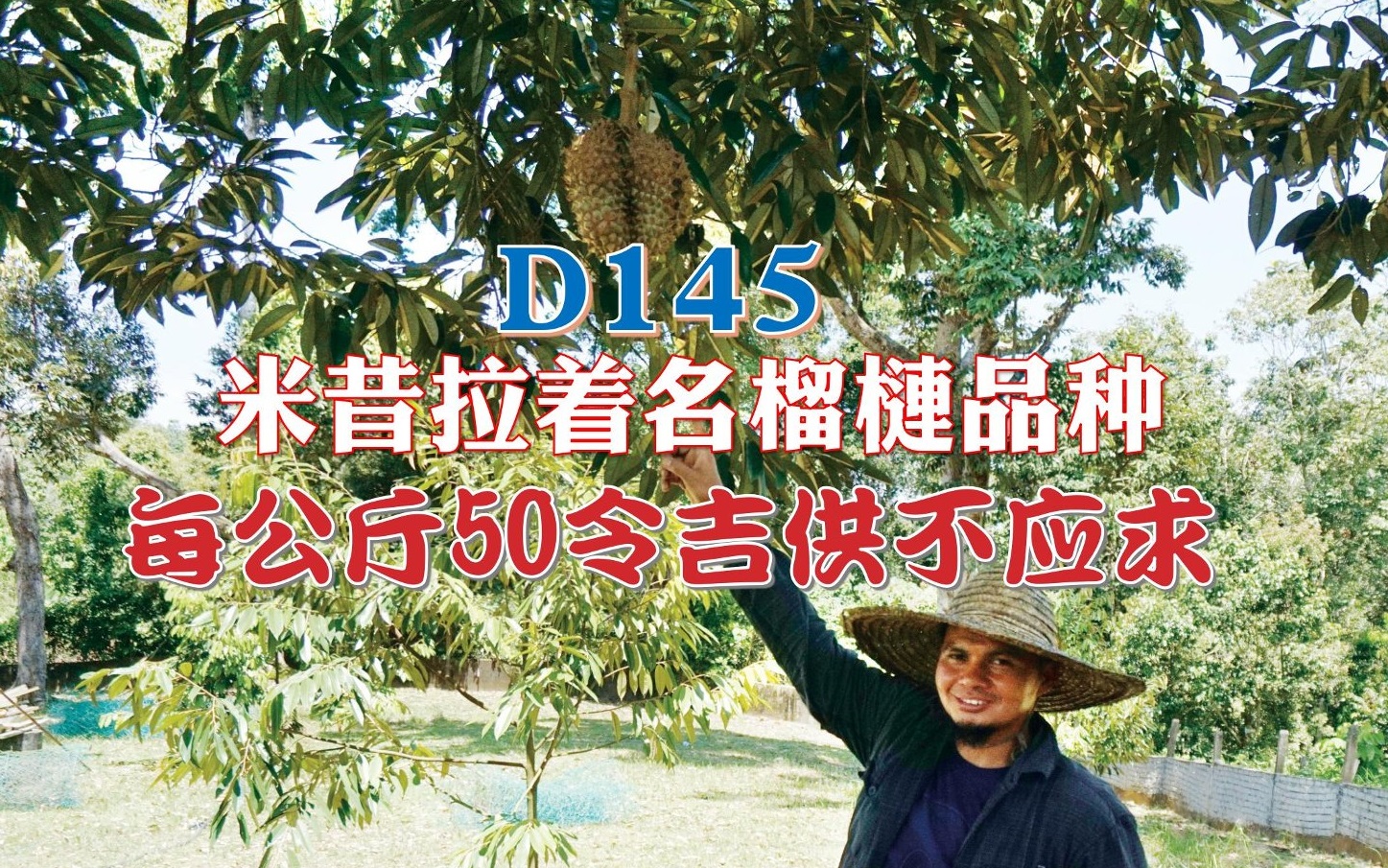 D145米昔拉著名榴槤品種 每公斤50令吉供不應求 - 农牧世界