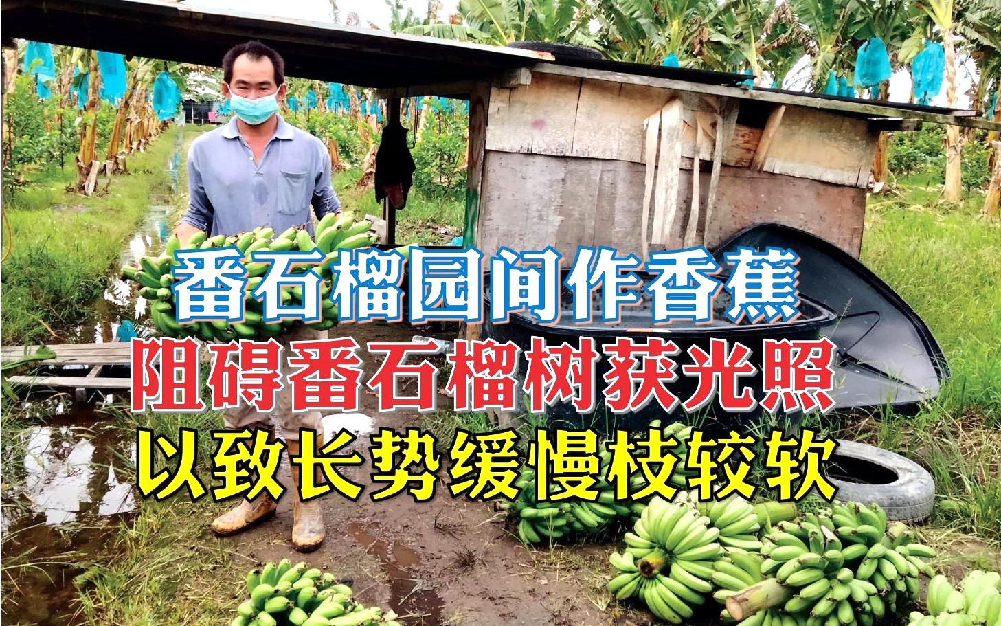番石榴园间作香蕉 虽然省工却有弊端 - 农牧世界