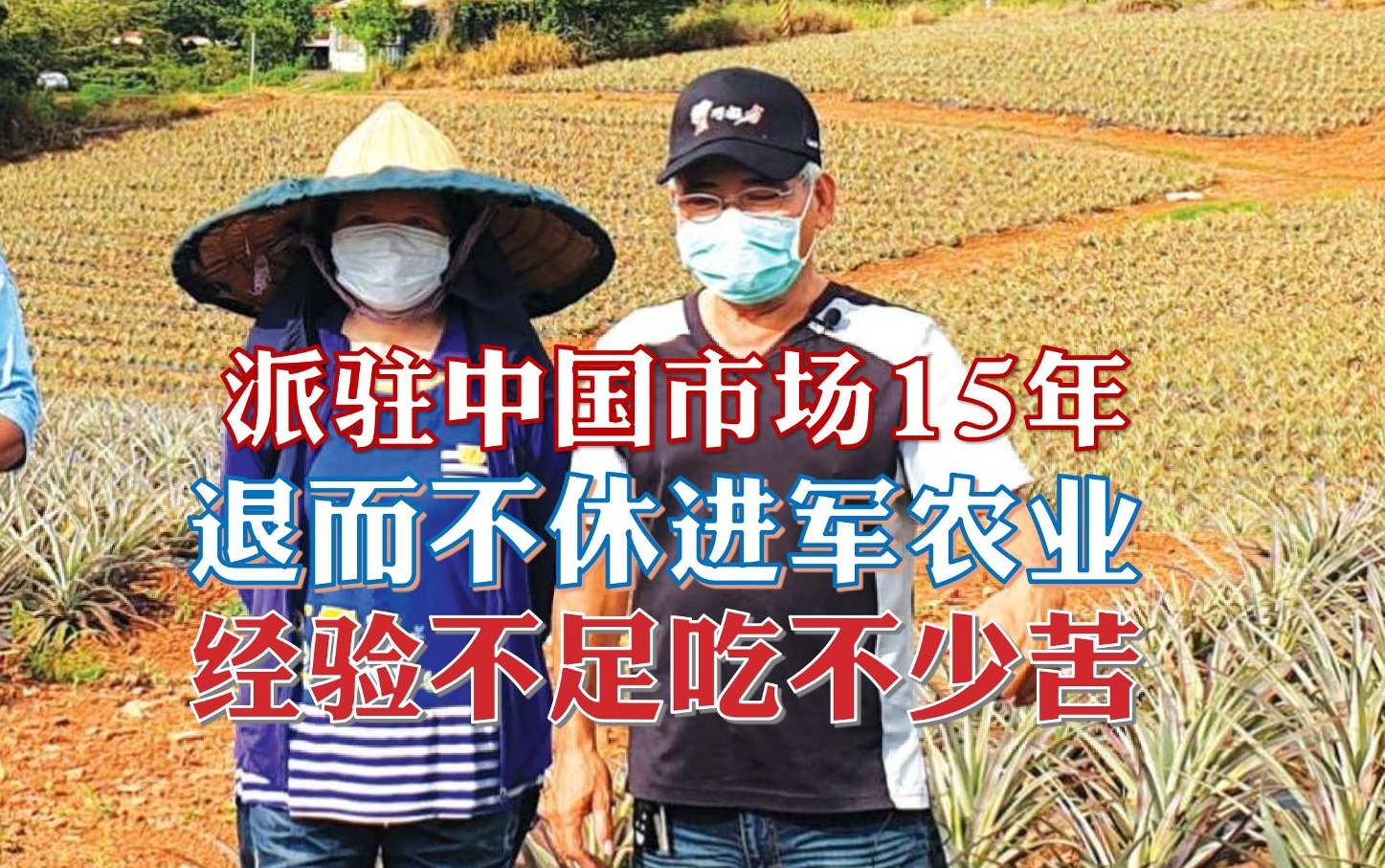 退而不休进军农业 凤梨田里忙进忙出 - 农牧世界