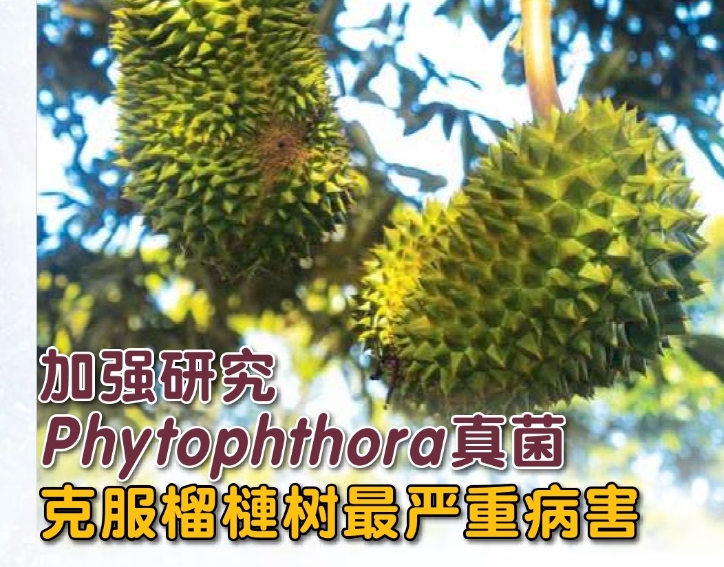 加强研究Phytophthora 真菌   克服榴梿树最严重病害 - 农牧世界
