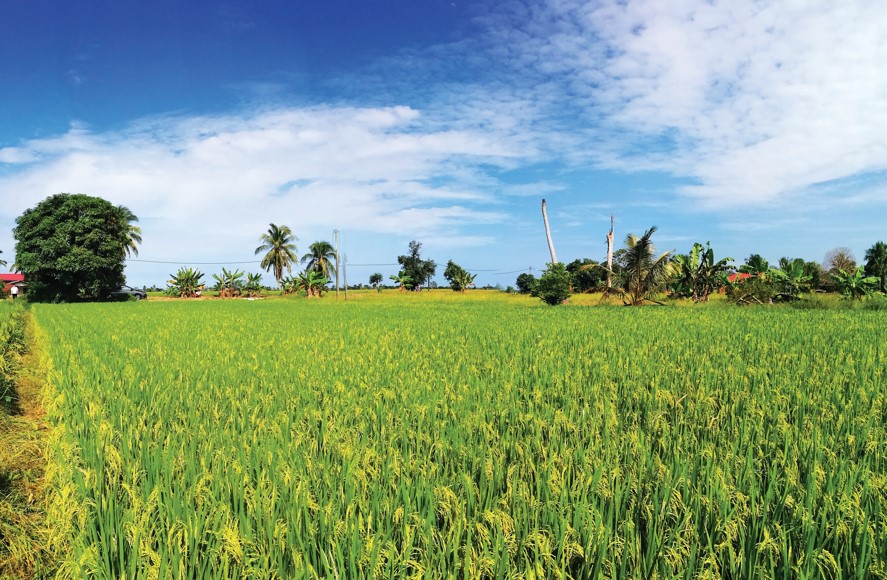 PolysulphateTM提高水稻产量 - 农牧世界