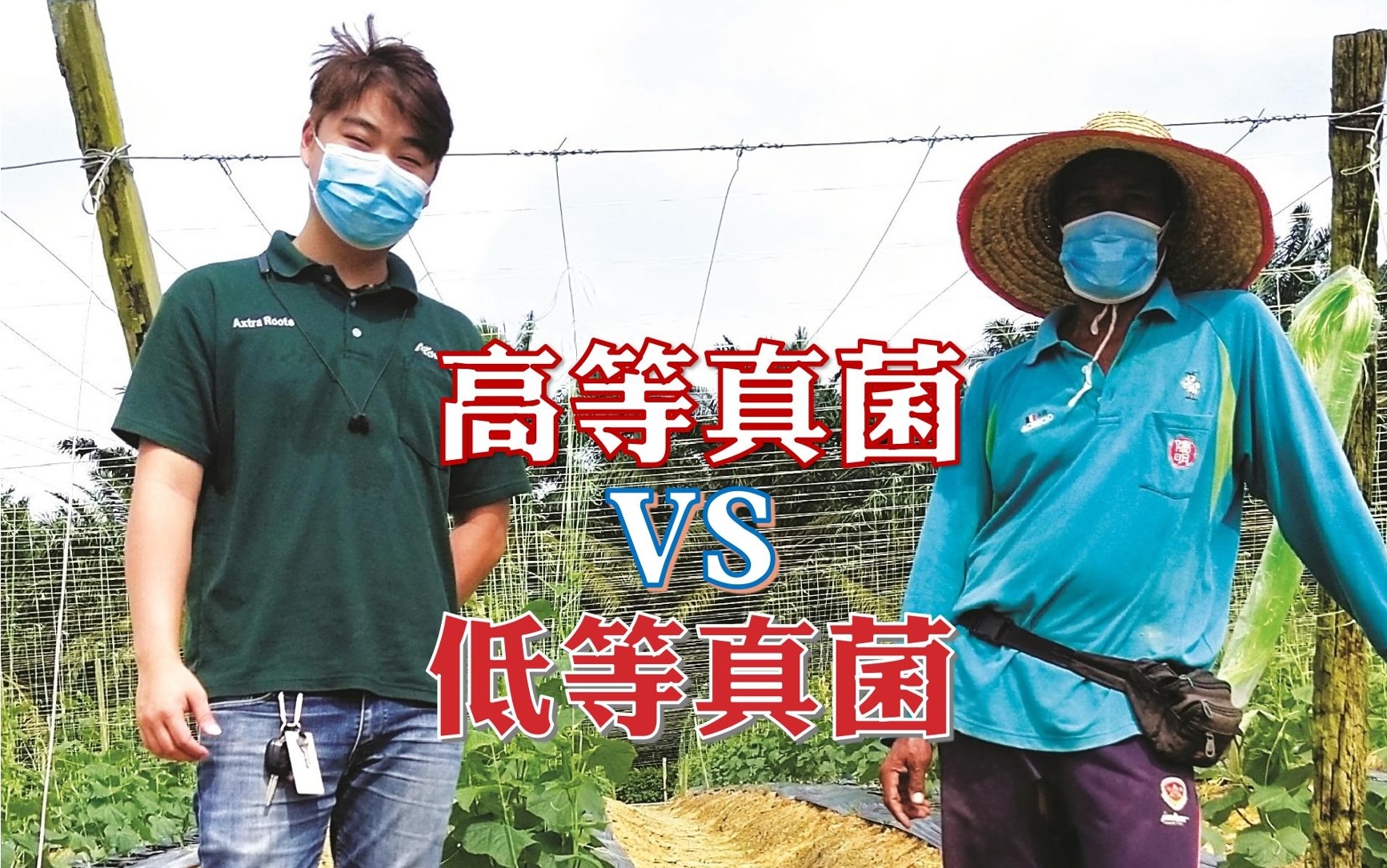 高等真菌VS 低等真菌 - 农牧世界