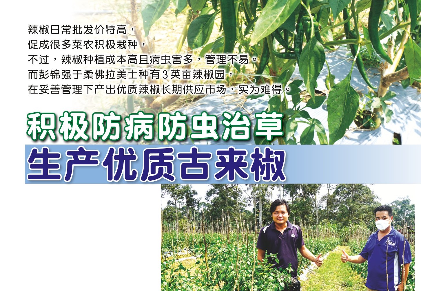 积极防病防虫治草 生产优质古来椒 - 农牧世界