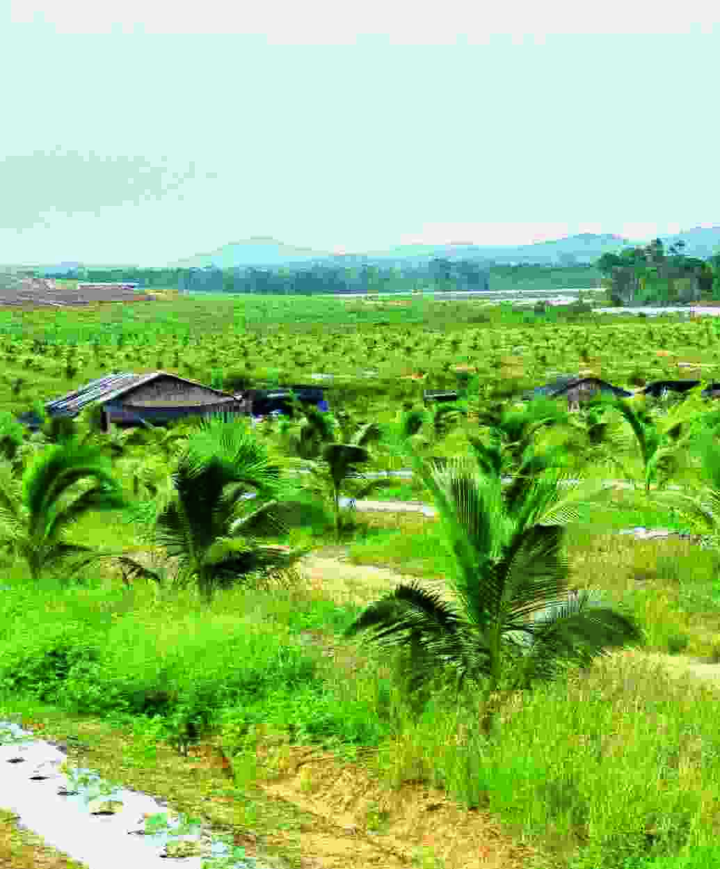 文章：香椰子 - 农牧世界