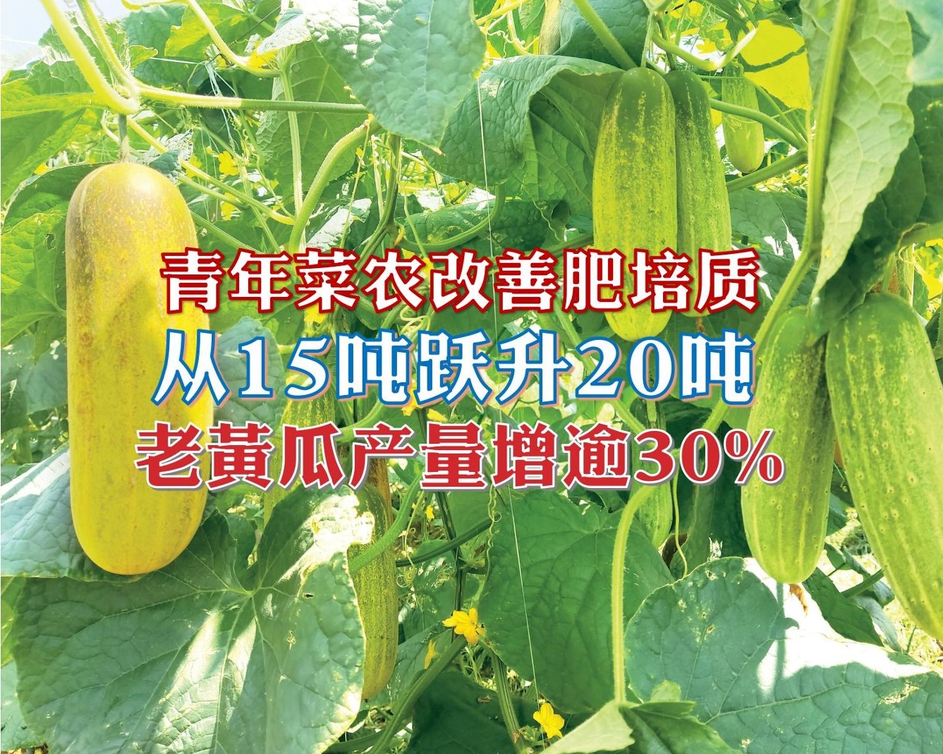 青年菜农改善肥培  老黄瓜产量增逾30% - 农牧世界
