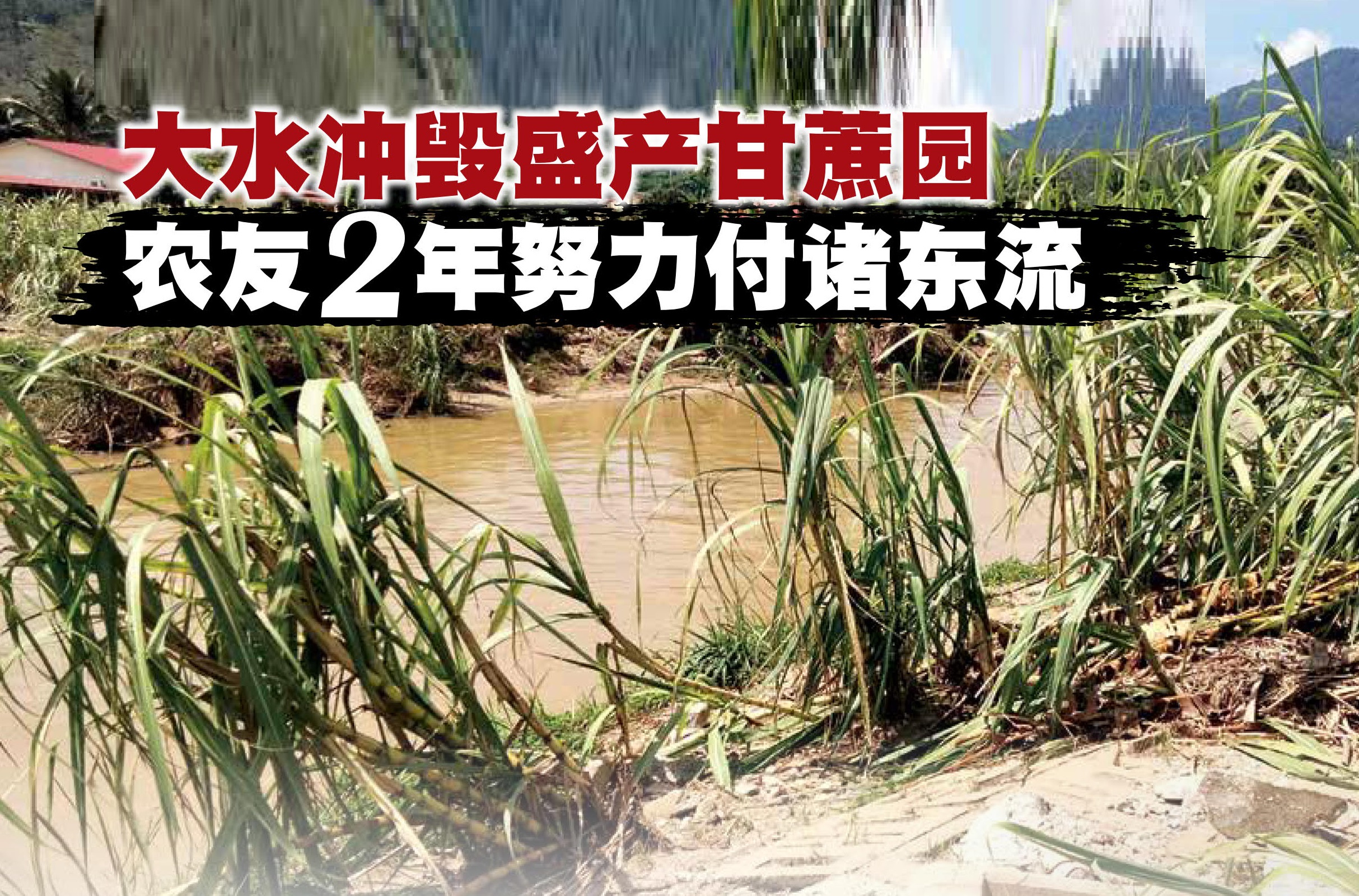 大水冲毁盛产甘蔗园 农友 年努力付诸东流 - 农牧世界