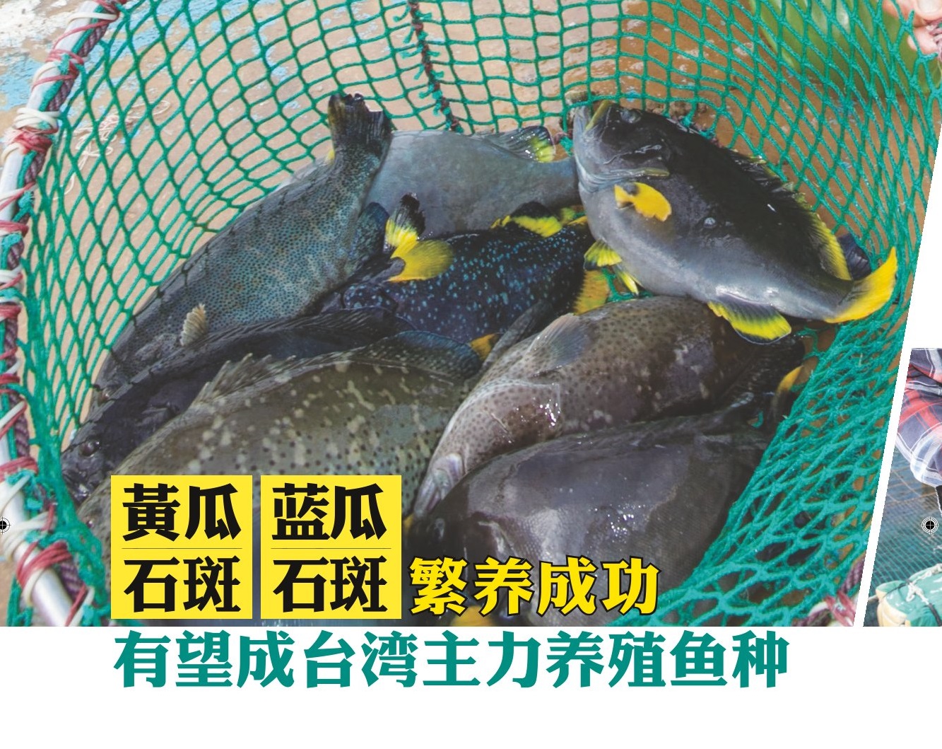 黄瓜, 石斑, 蓝瓜, 石斑繁养成功 有望成台湾主力养殖鱼种 - 农牧世界