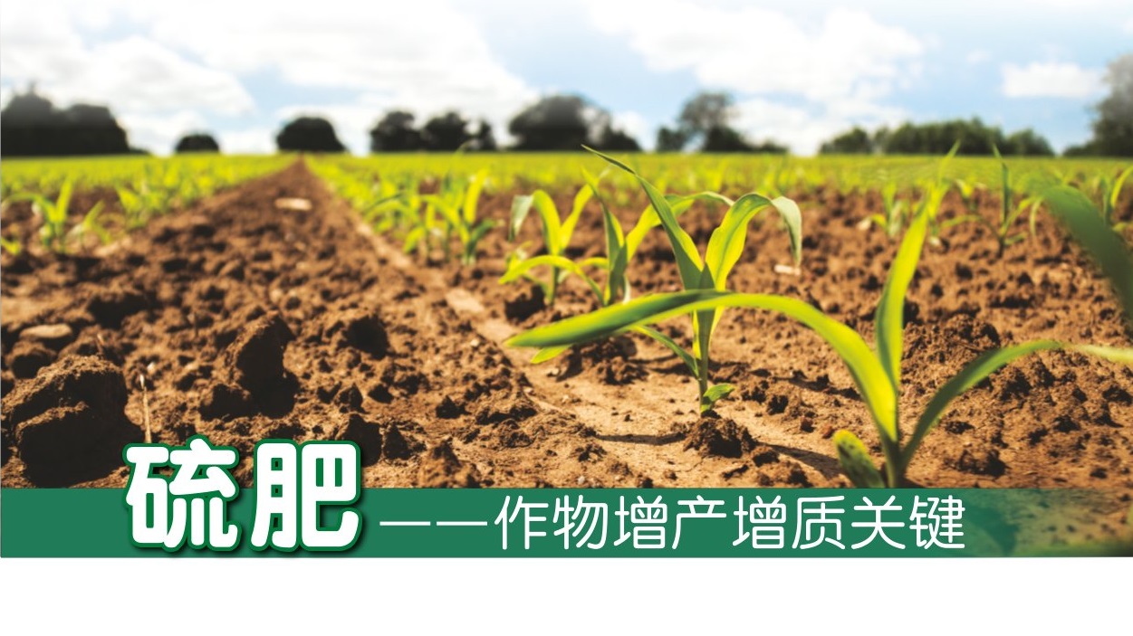 硫肥—作物增产增质关键 - 农牧世界