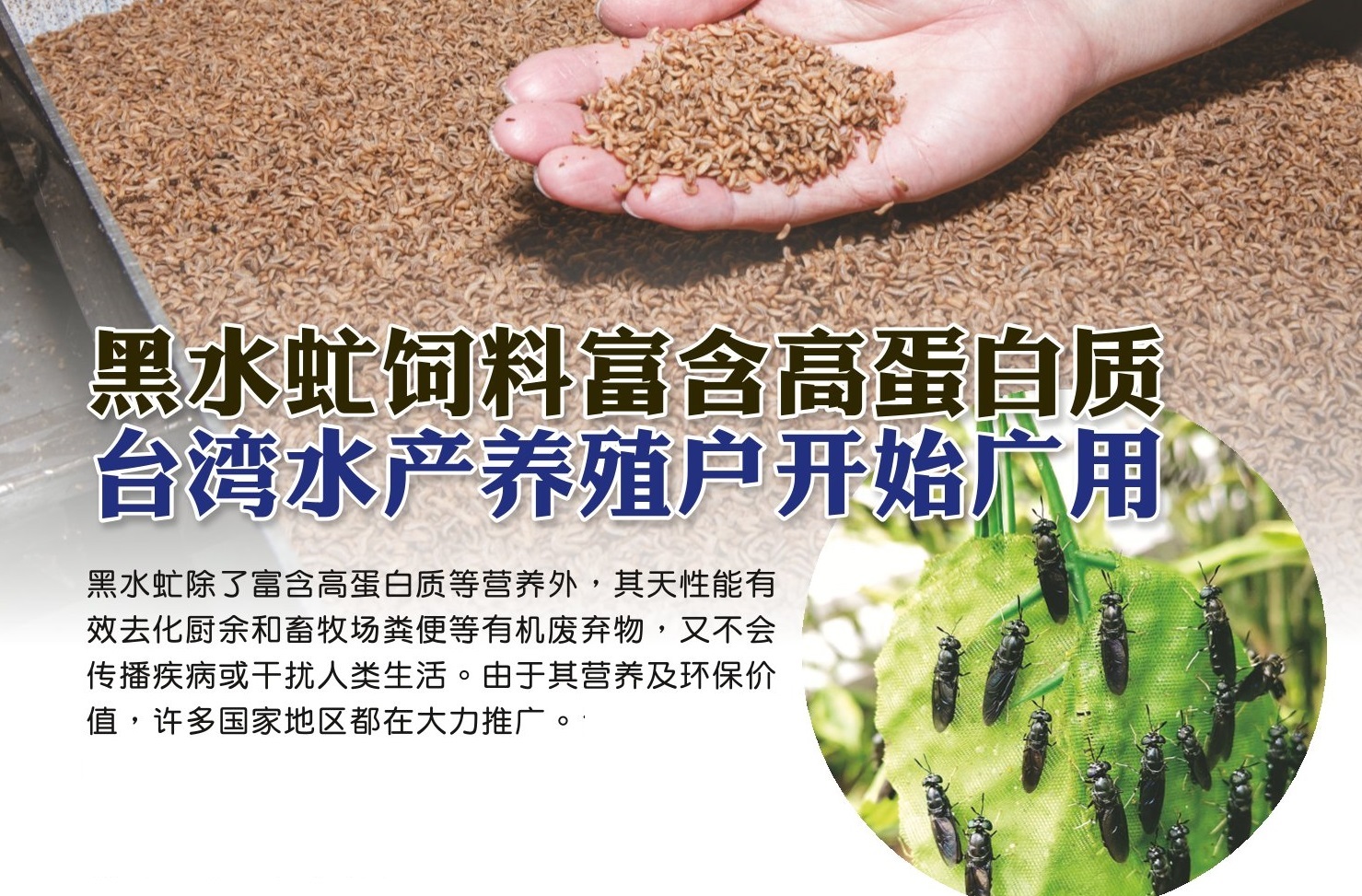 黑水虻饲料富含高蛋白质 台湾水产养殖户开始广用 - 农牧世界