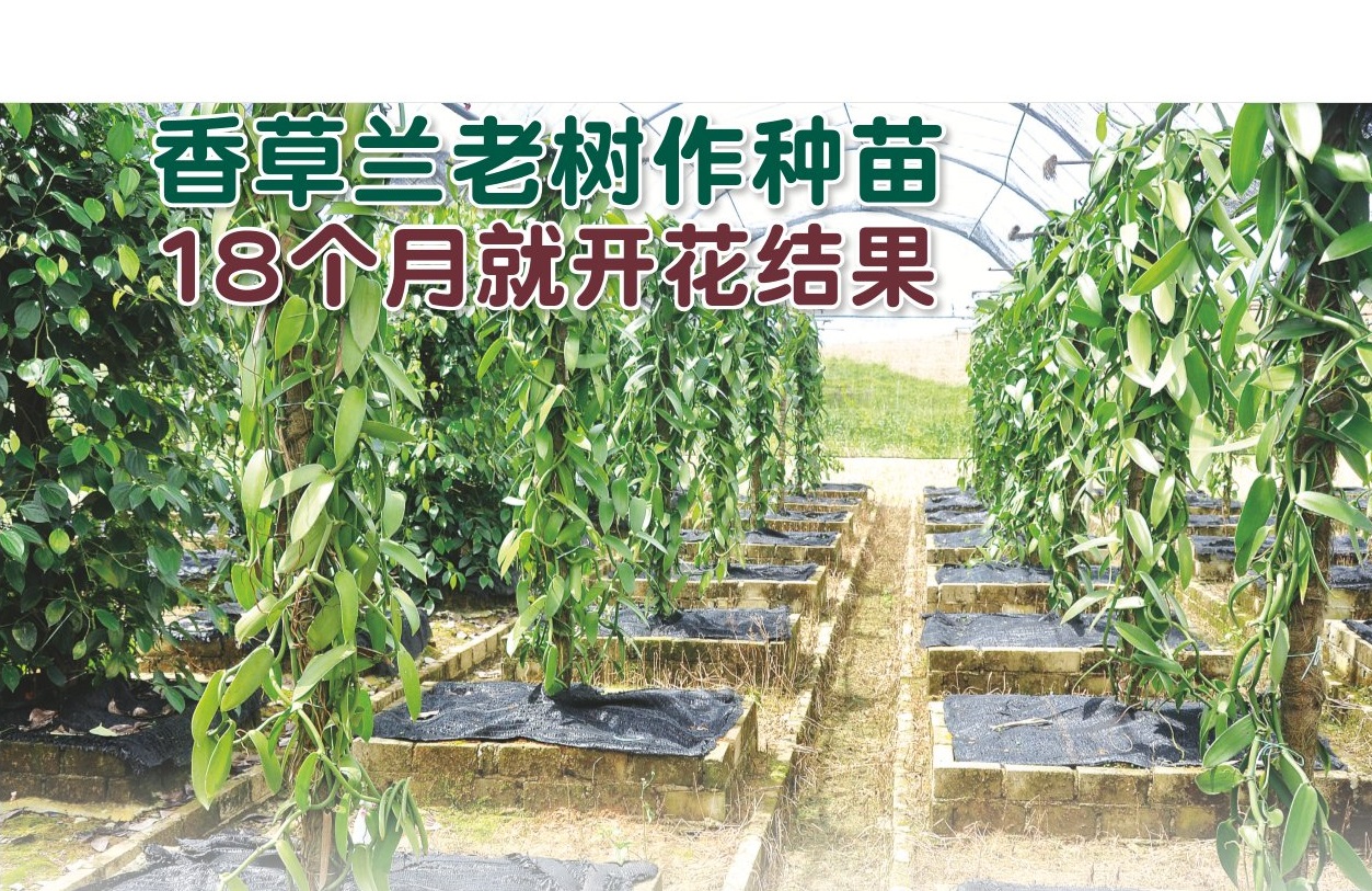香草兰老树作种苗 18个月就开花结果 - 农牧世界