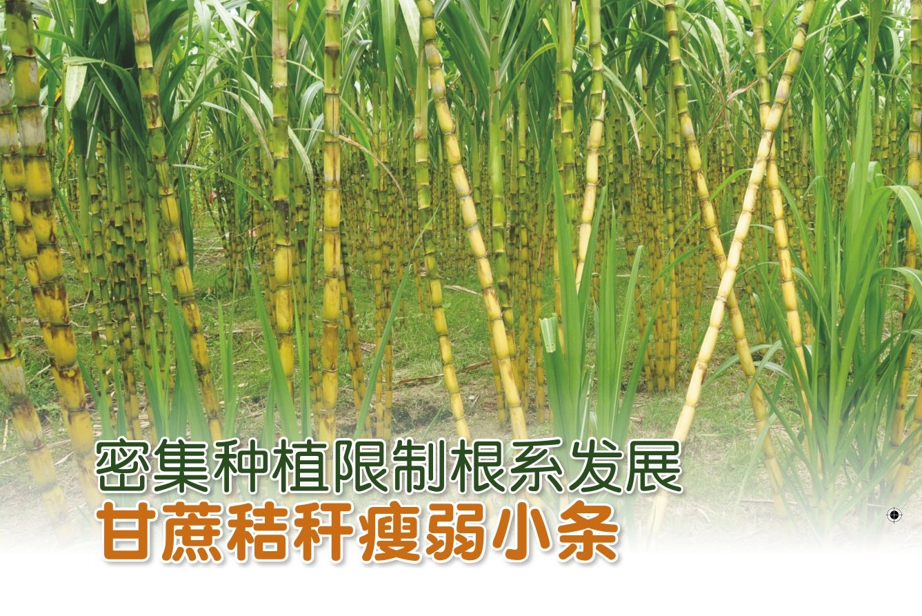 密集种植限制根系发展 每節甘蔗秸秆瘦弱小条 - 农牧世界