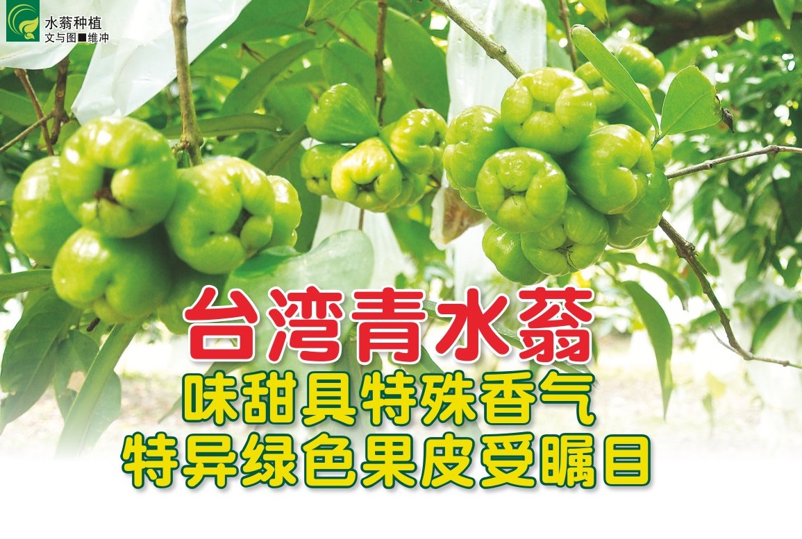 台湾青水蓊味甜具特殊香气  特异绿色果皮受瞩目 - 农牧世界