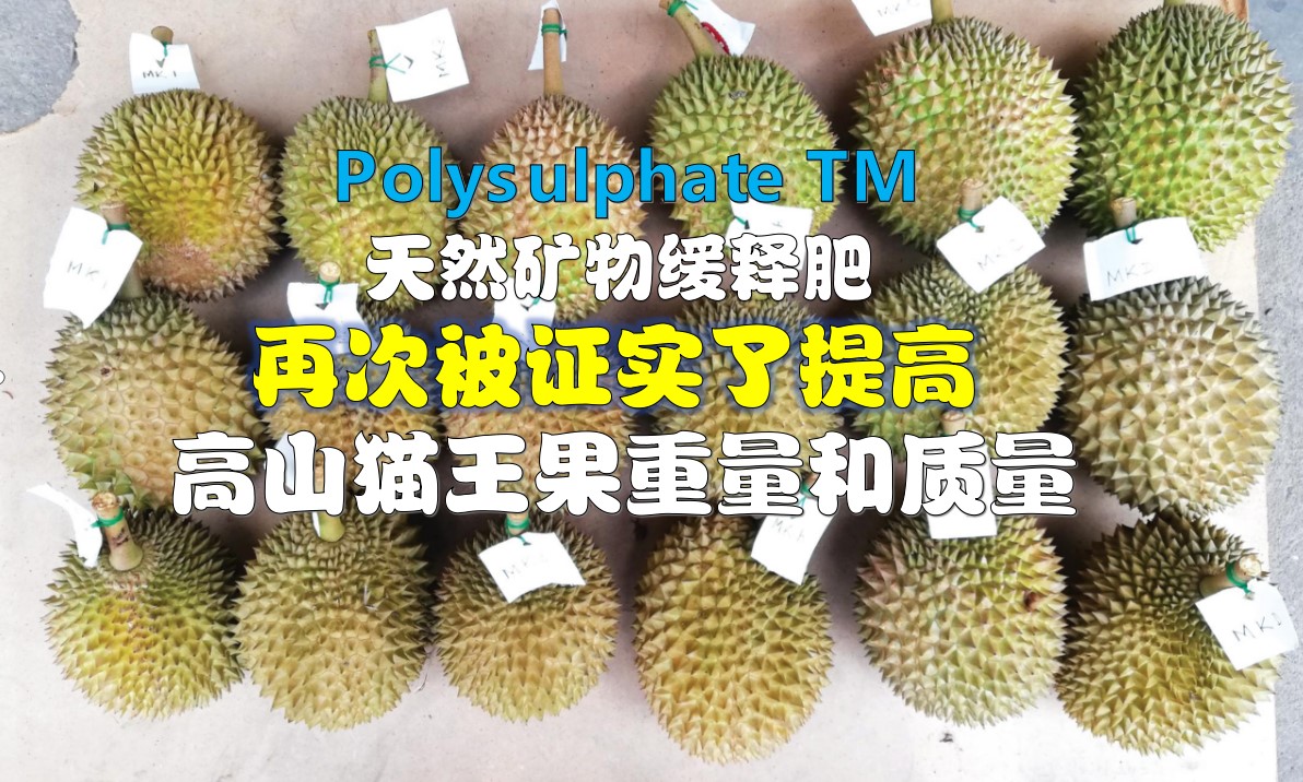 PolysulphateTM天然矿物缓释肥 再次被证实提高榴梿质量 - 农牧世界