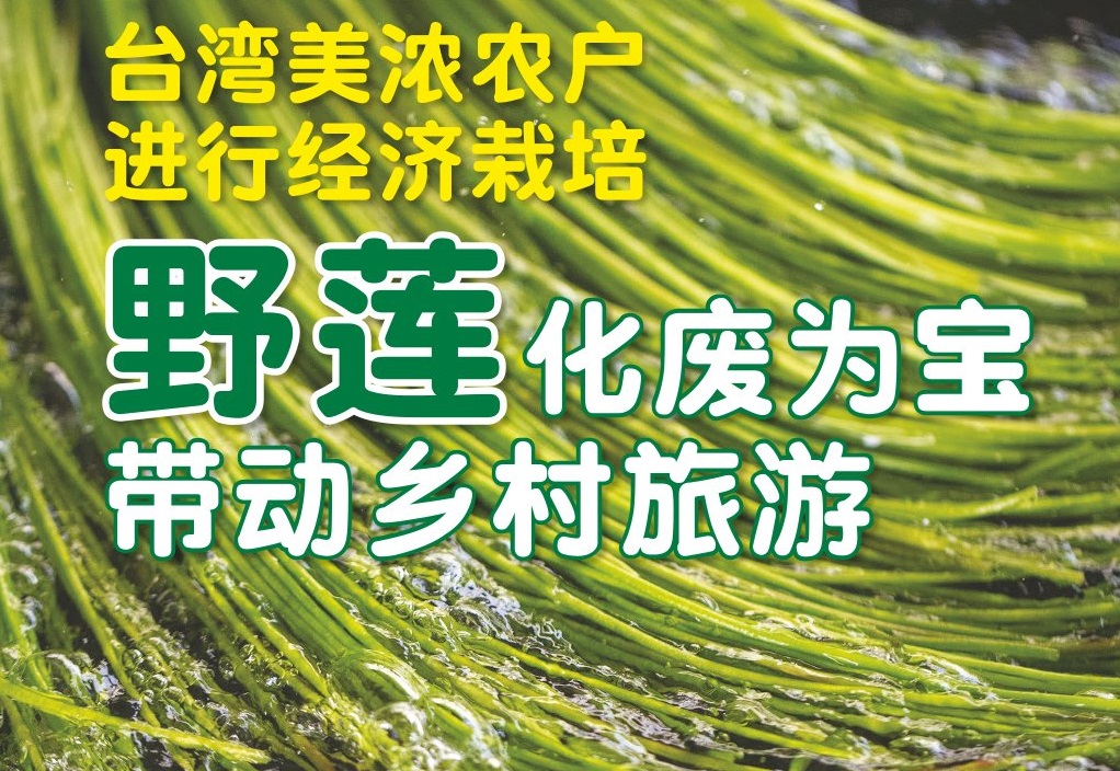台湾美浓农户进行经济栽培  野莲化废为宝带动乡村旅游 - 农牧世界