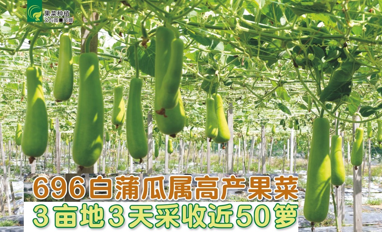 696白蒲瓜属高产果菜  3亩地3天采收近50箩 - 农牧世界