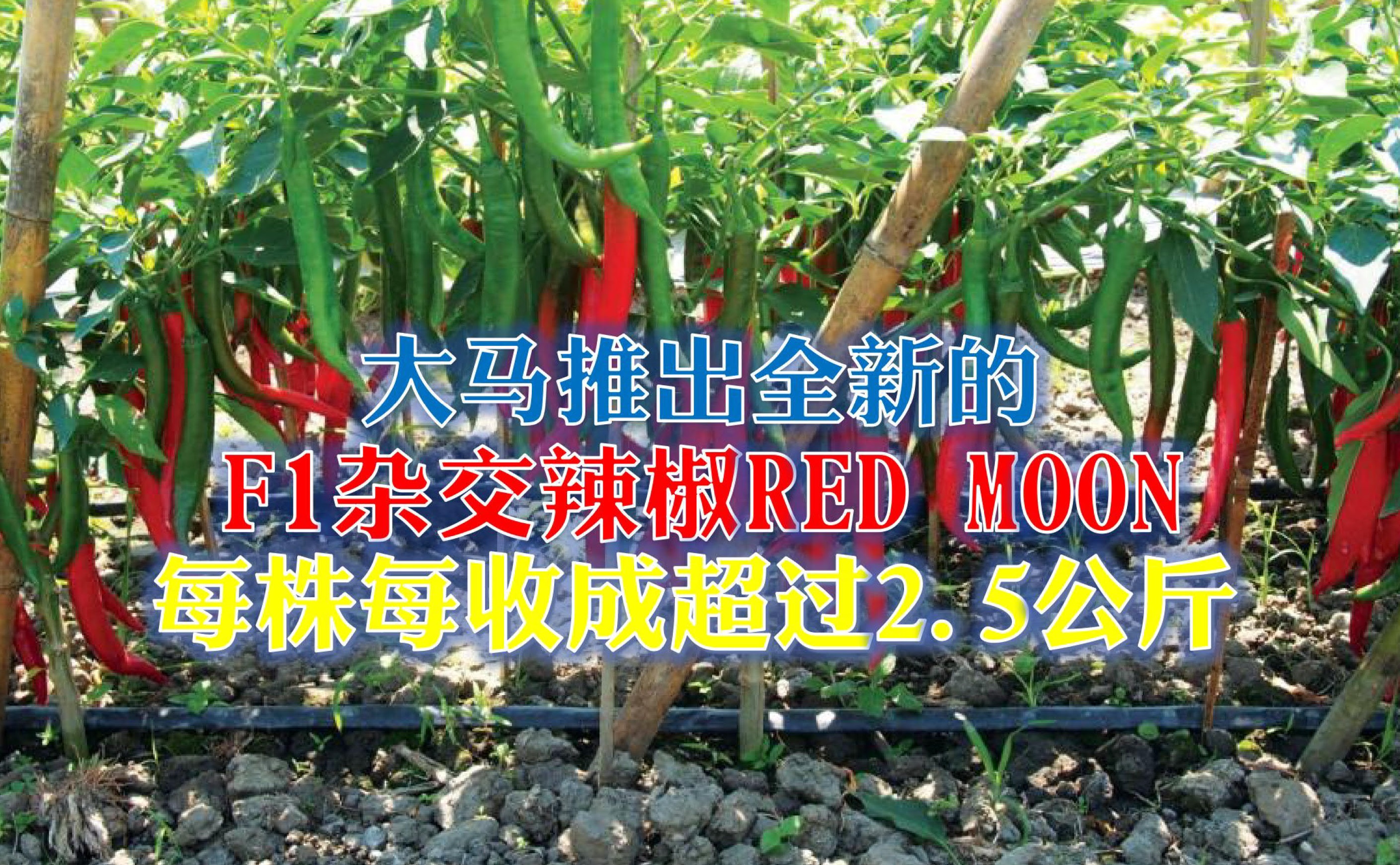 Kenso全新F1杂交辣椒 Red Moon具备诸多种植优势 - 农牧世界