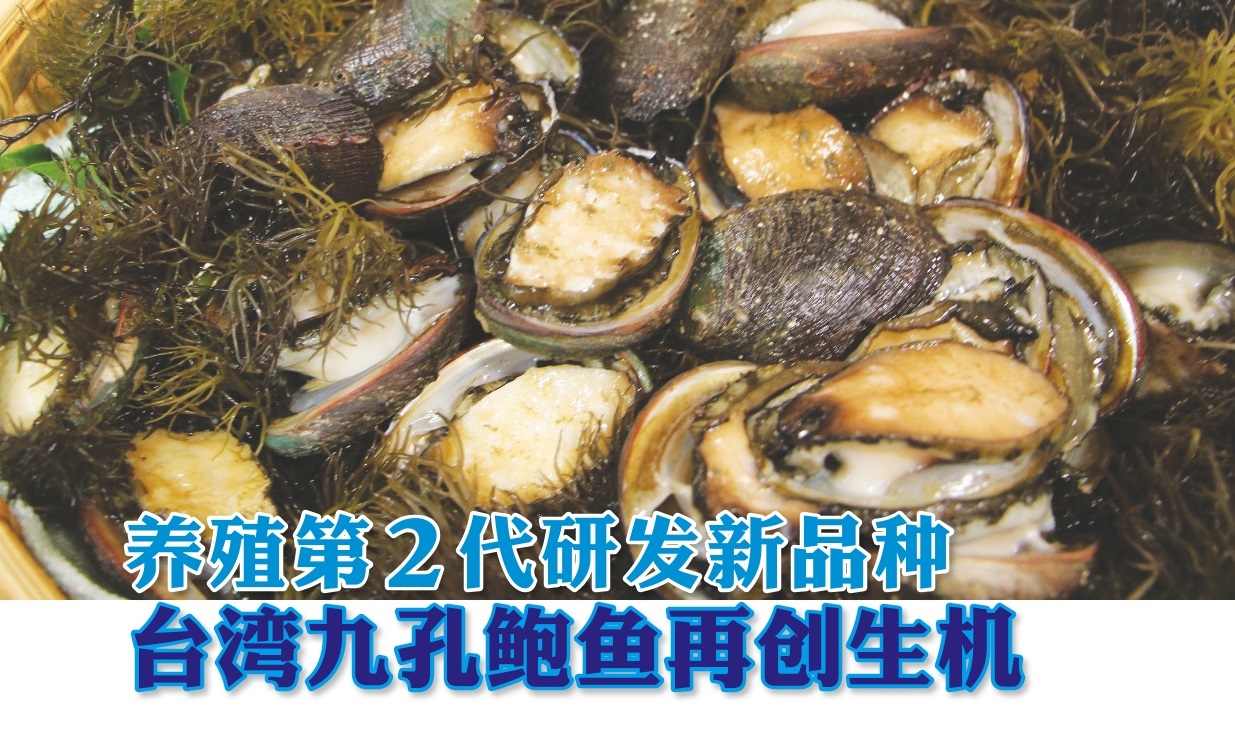 养殖第２代研发新品种  台湾九孔鲍鱼再创生机 - 农牧世界