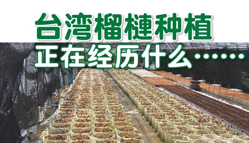 台湾榴梿种植 正在经历什么……? - 农牧世界