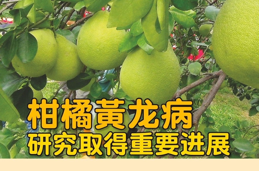 柑橘黄龙病 研究取得重要进展 - 农牧世界