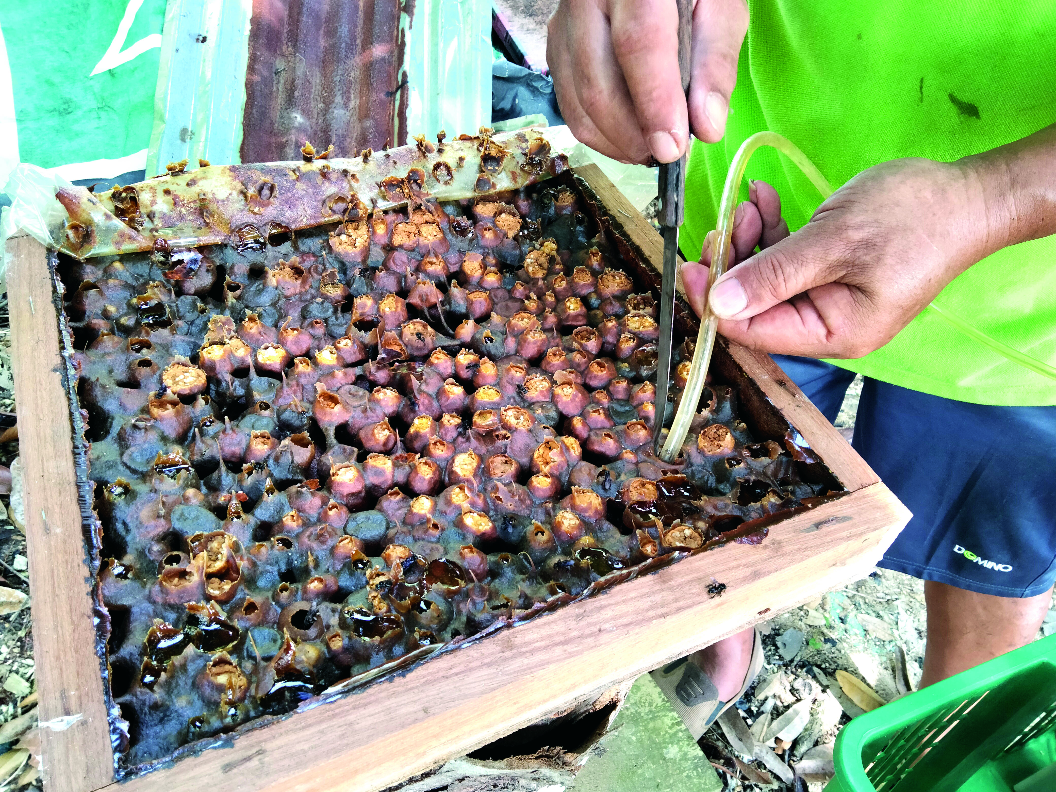 森林蜜源足且无污染 业主放养3,000箱无刺蜂 - 农牧世界