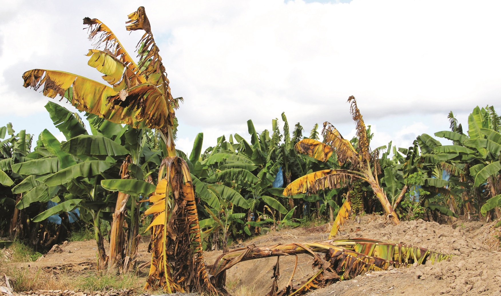 毁园绝收的香蕉枯萎病 - 农牧世界