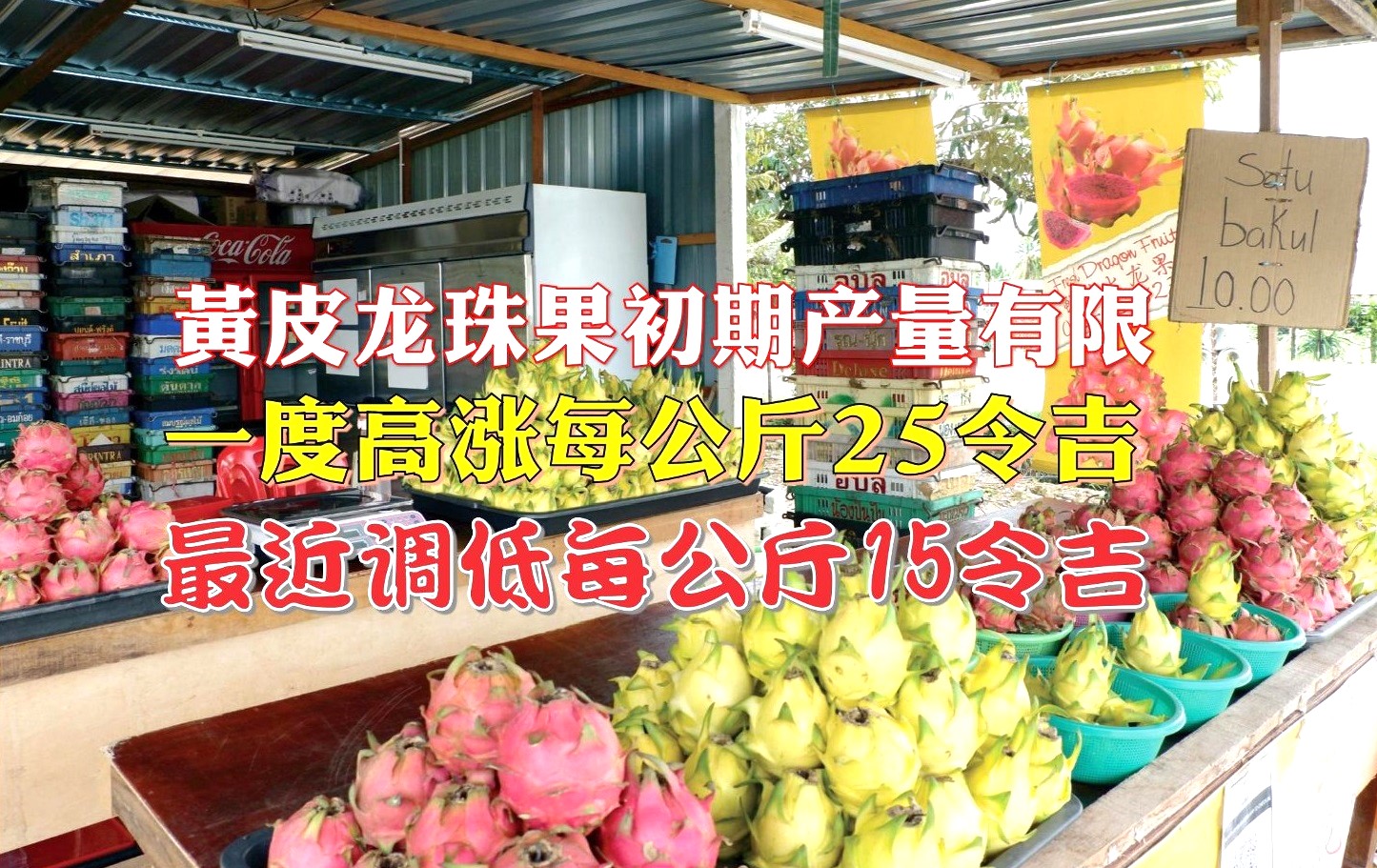 黄皮龙珠果价格调低  双A级每公斤16令吉 - 农牧世界