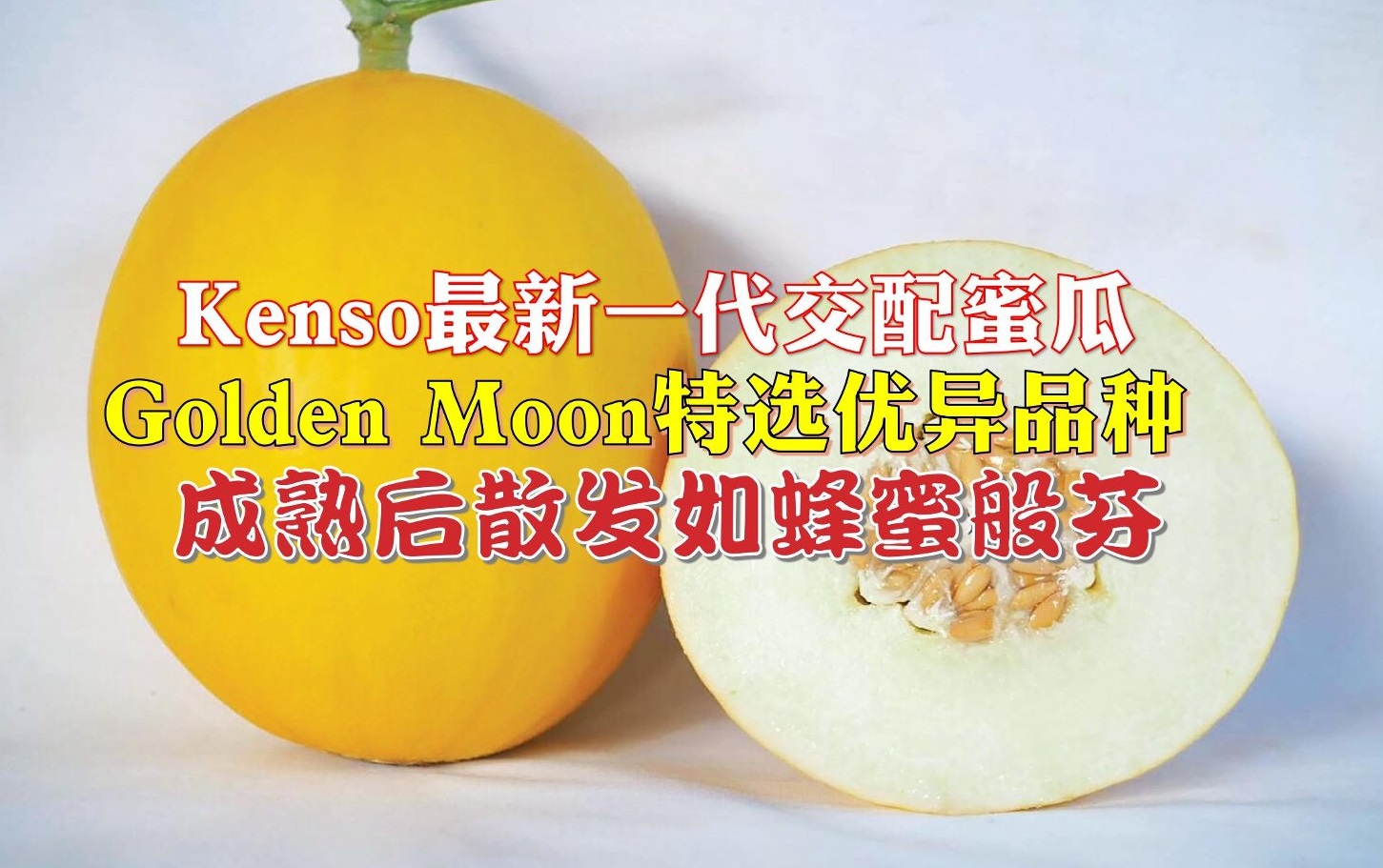 Kenso最新一代交配蜜瓜 Golden Moon属特选优异品种 - 农牧世界