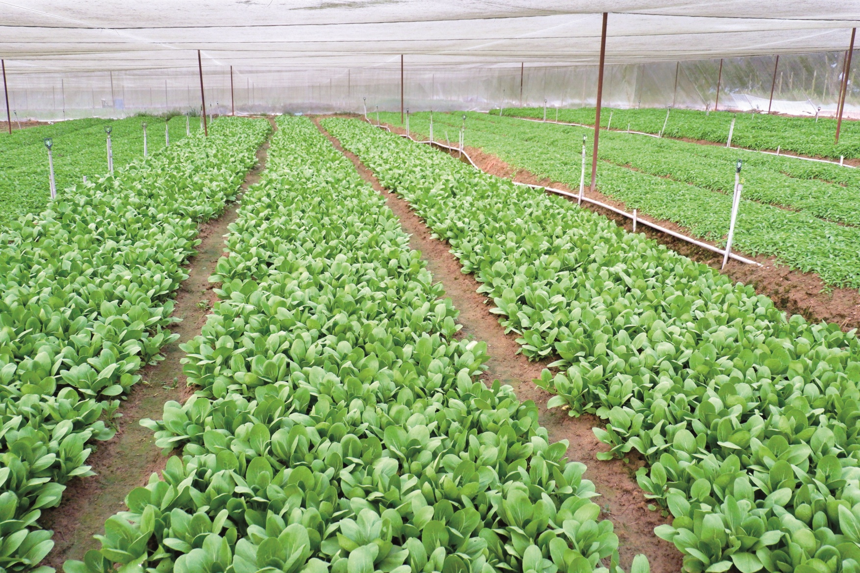 搭棚蓋網防蟲防雨 長期生產14種葉菜類 - 农牧世界