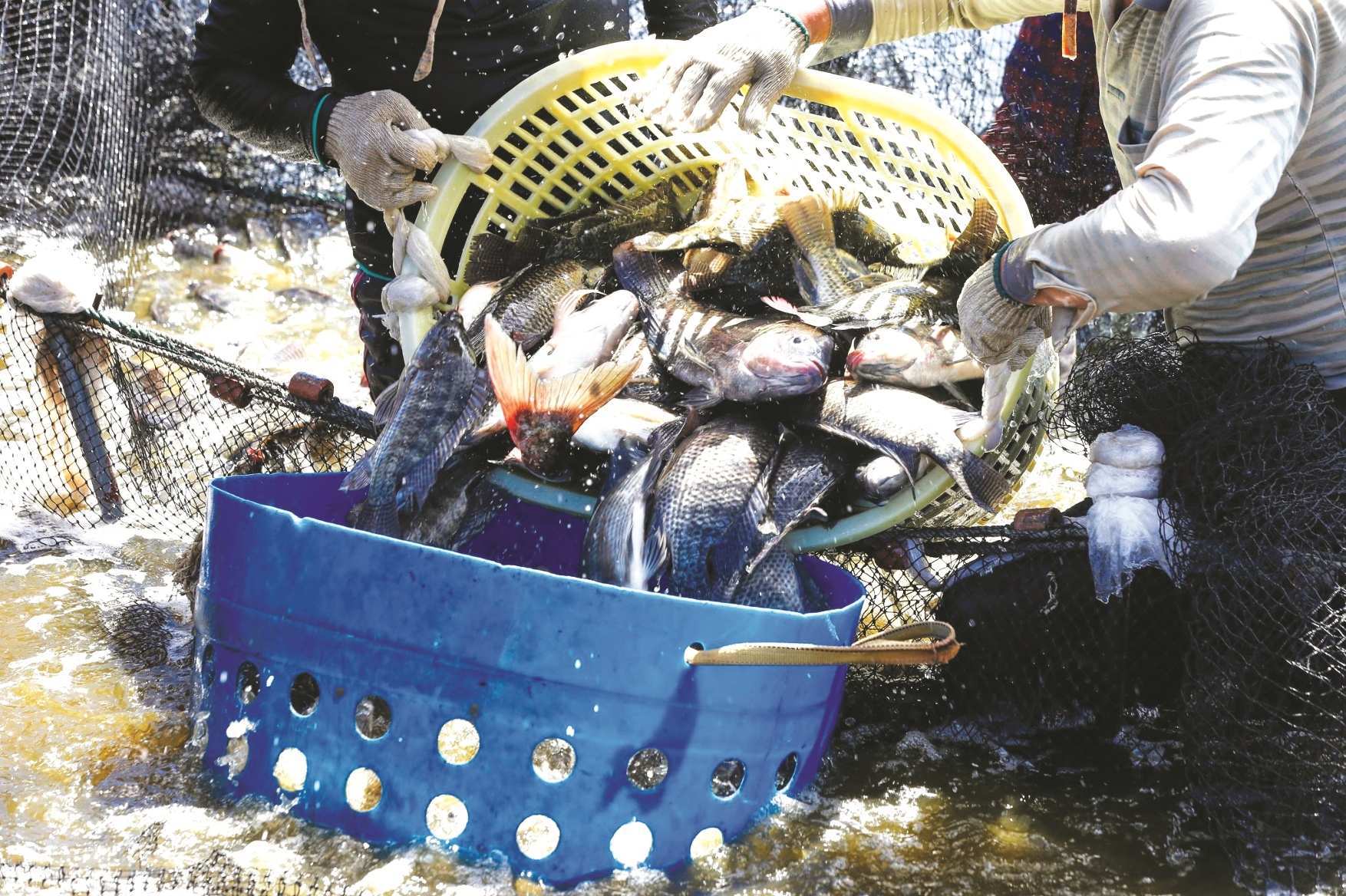 海水驯化养殖  提升罗非鱼肉质 - 农牧世界