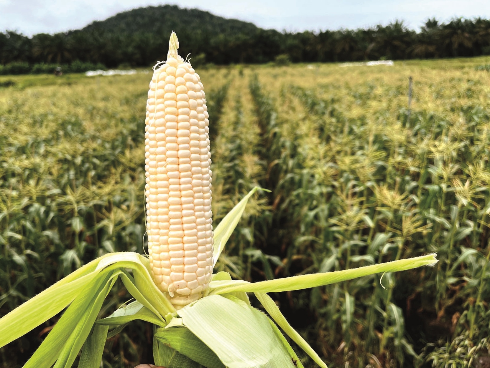 果农挑战谷类行列  生产优质白玉米 - 农牧世界