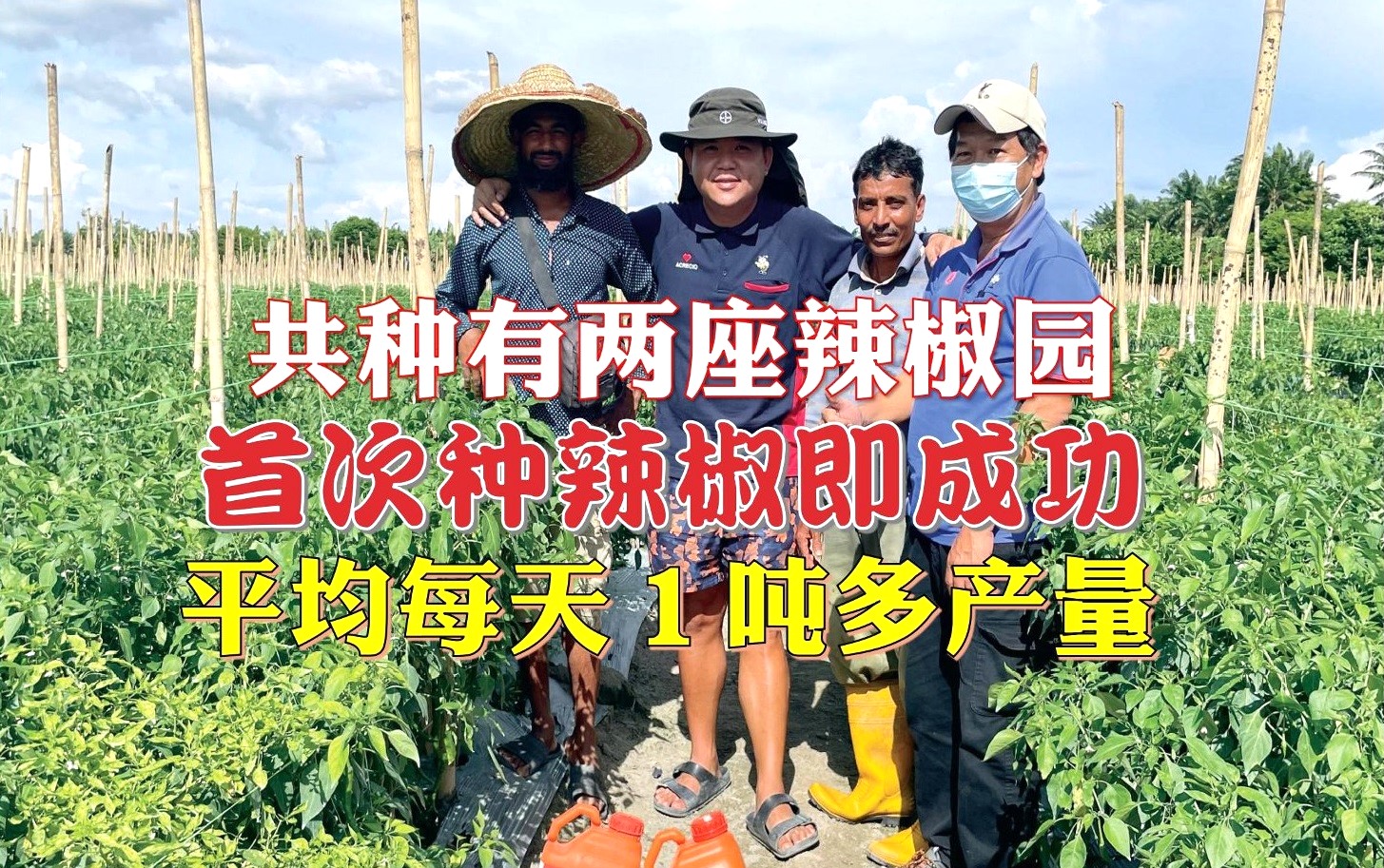 农友每天打药施肥 首次种辣椒即成功 - 农牧世界