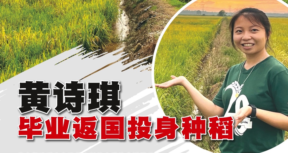 黄诗琪毕业返国投身种稻 - 农牧世界