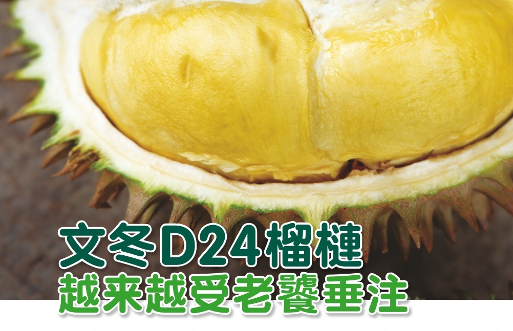 文冬D24榴梿越来越受老饕垂注- 农牧世界